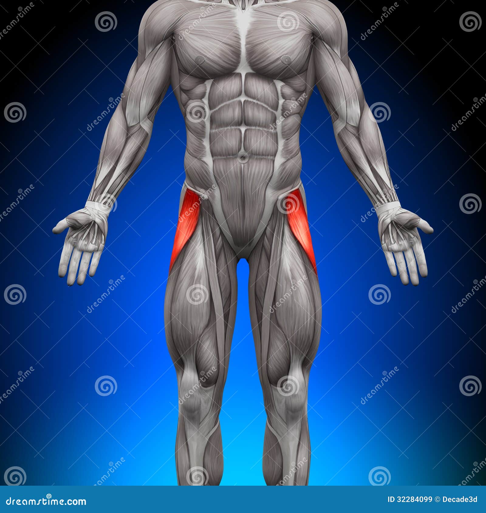 tensor fasciae latea - anatomy muscles