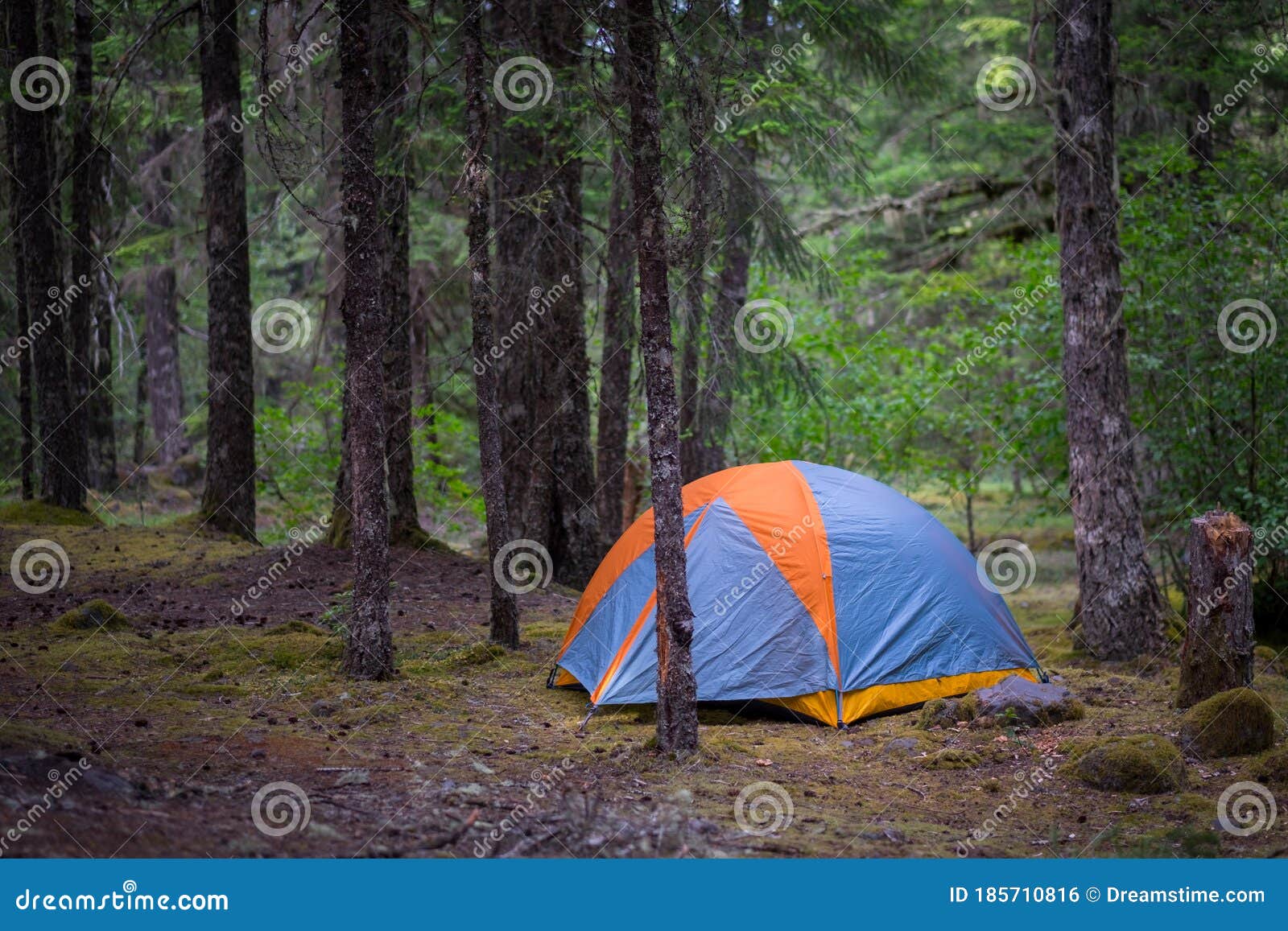 Tent Camping in the Forests of Oregon Stock Photo Image of orange