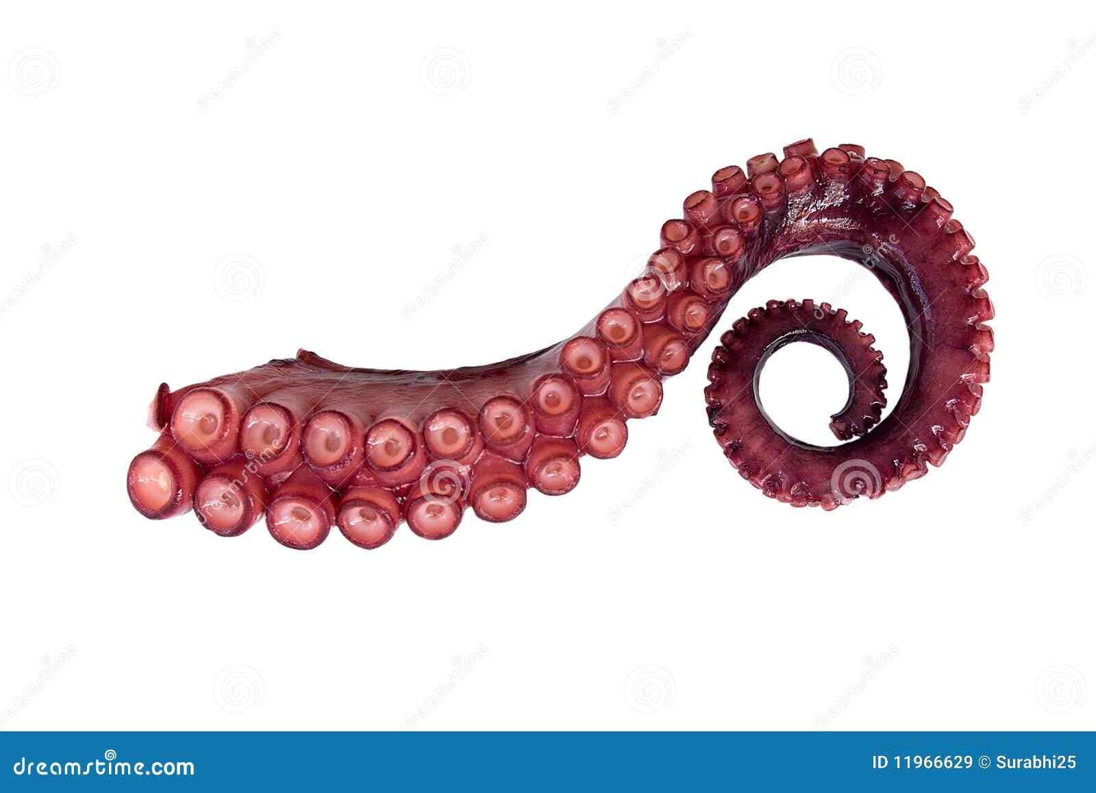 tentacle of octopus