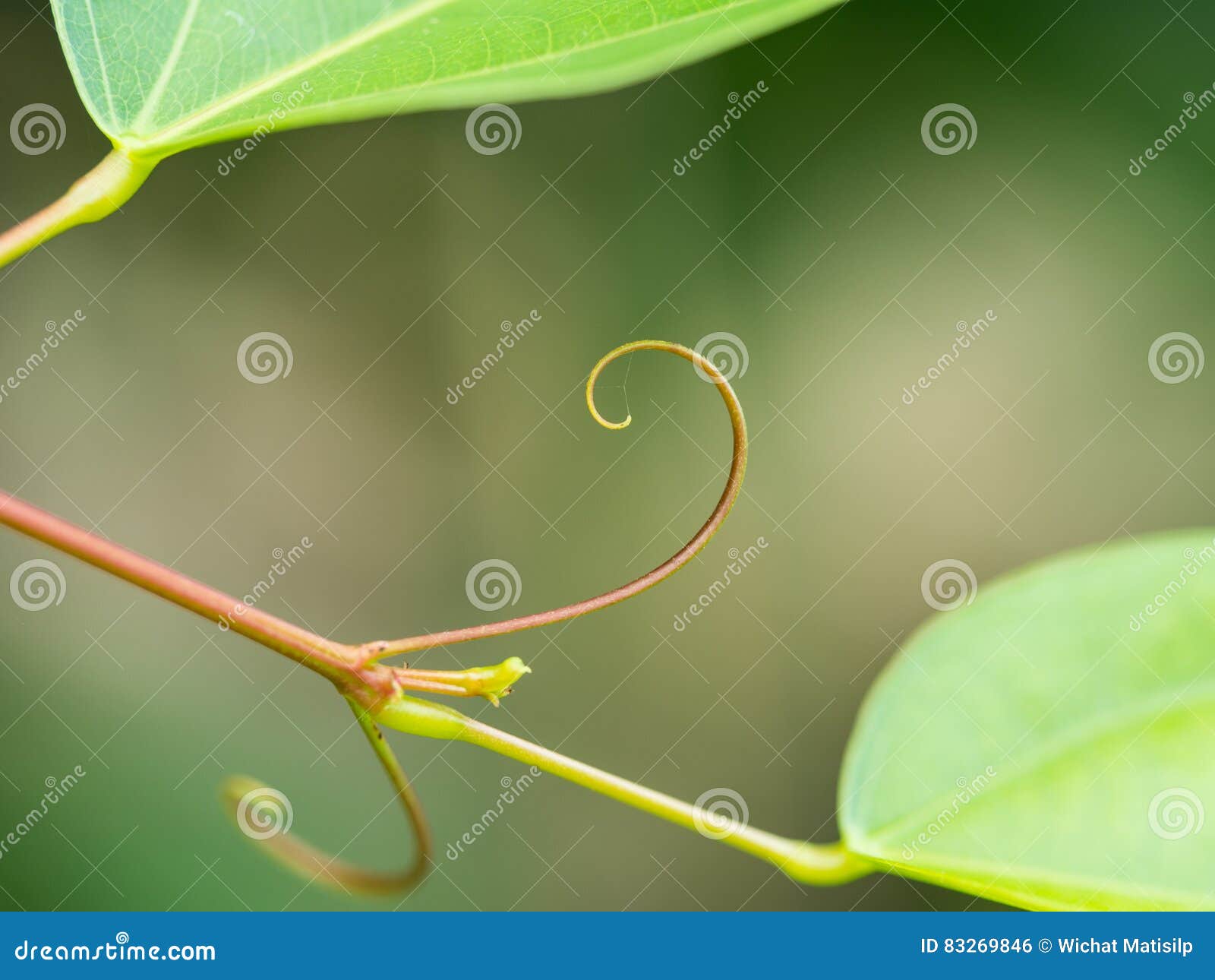 Tentacles of Ivy plants stock photo. Image of fresh, closeup 83269846