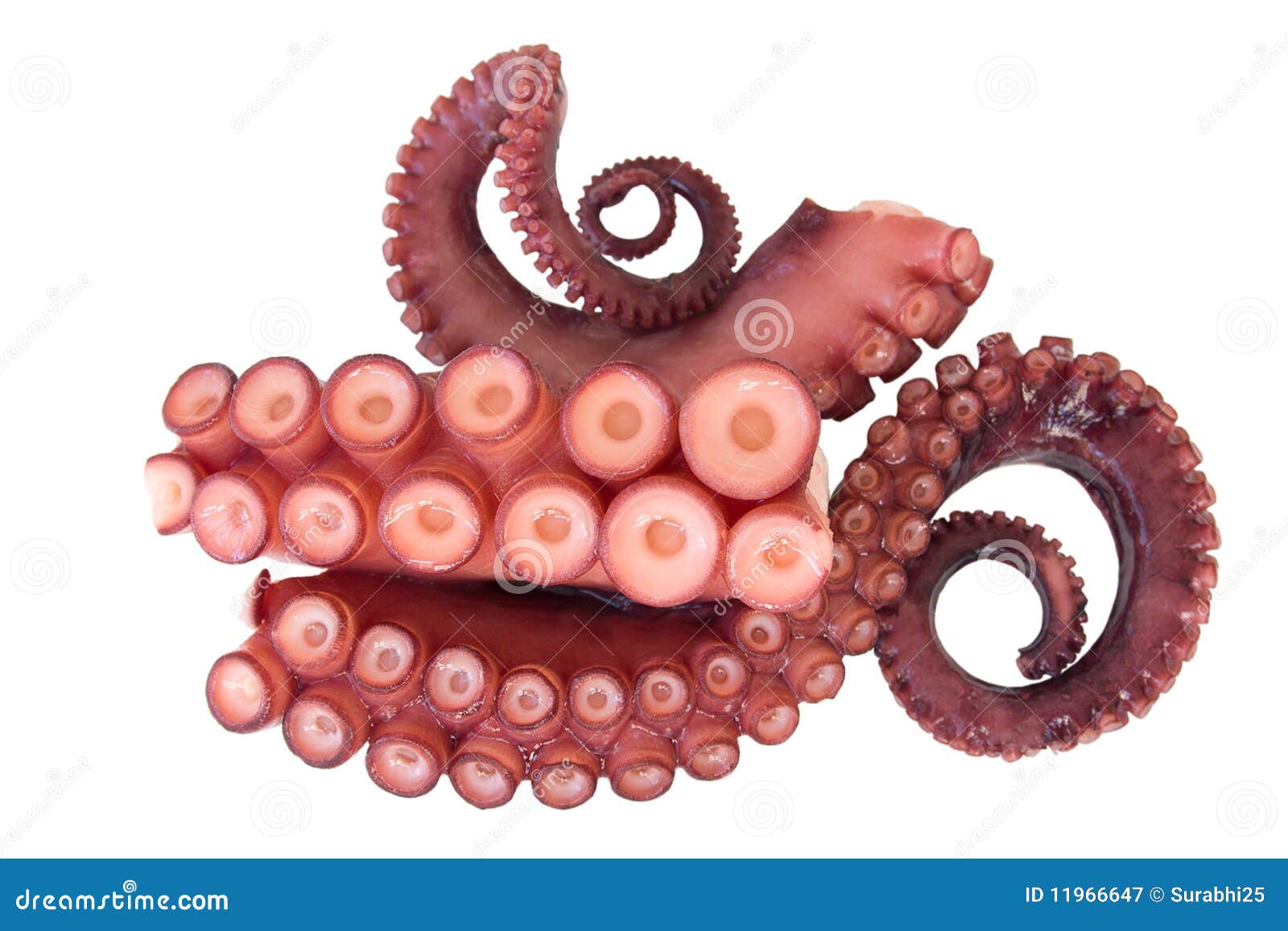 Tentacles Of Octopus Royalty Free Stock Photography - Image: 11966647
