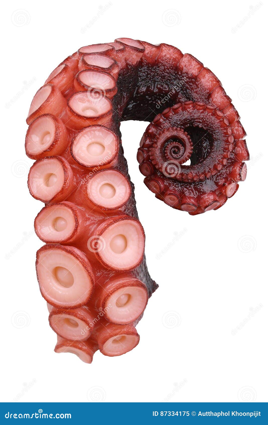 tentacles of octopus