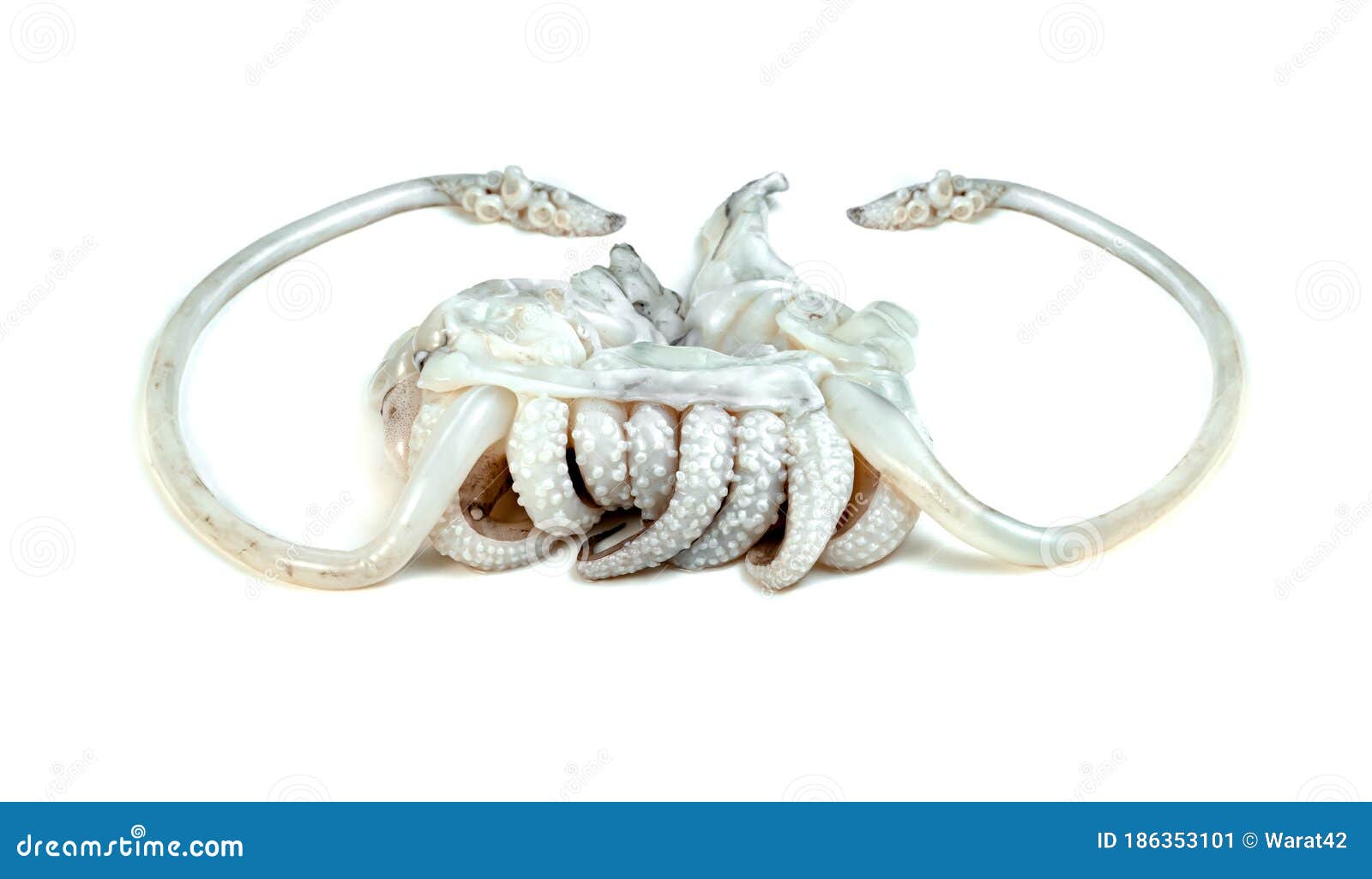 tentacles of squid  on white background