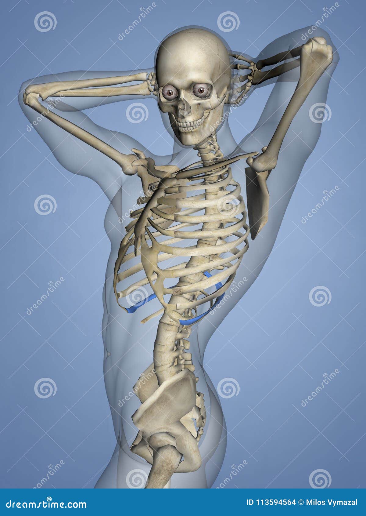 Tenth Rib, Rib Cage, 3D Model Stock Illustration Illustration of