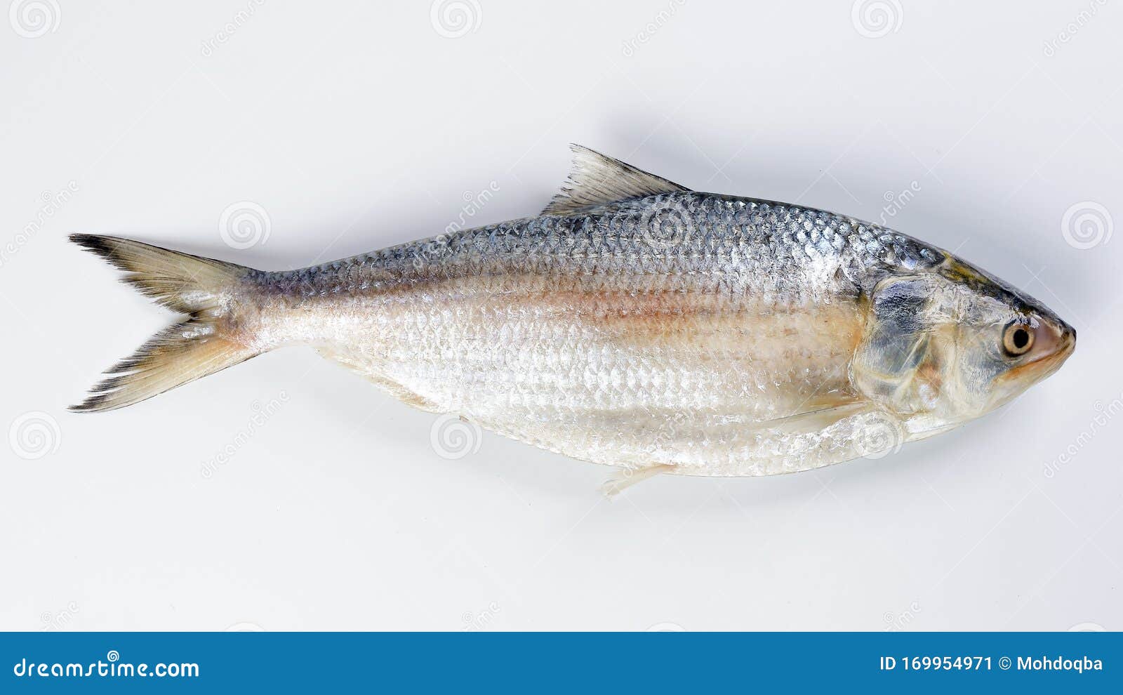 tenualosa ilisha  hilsa herring terbuk fish