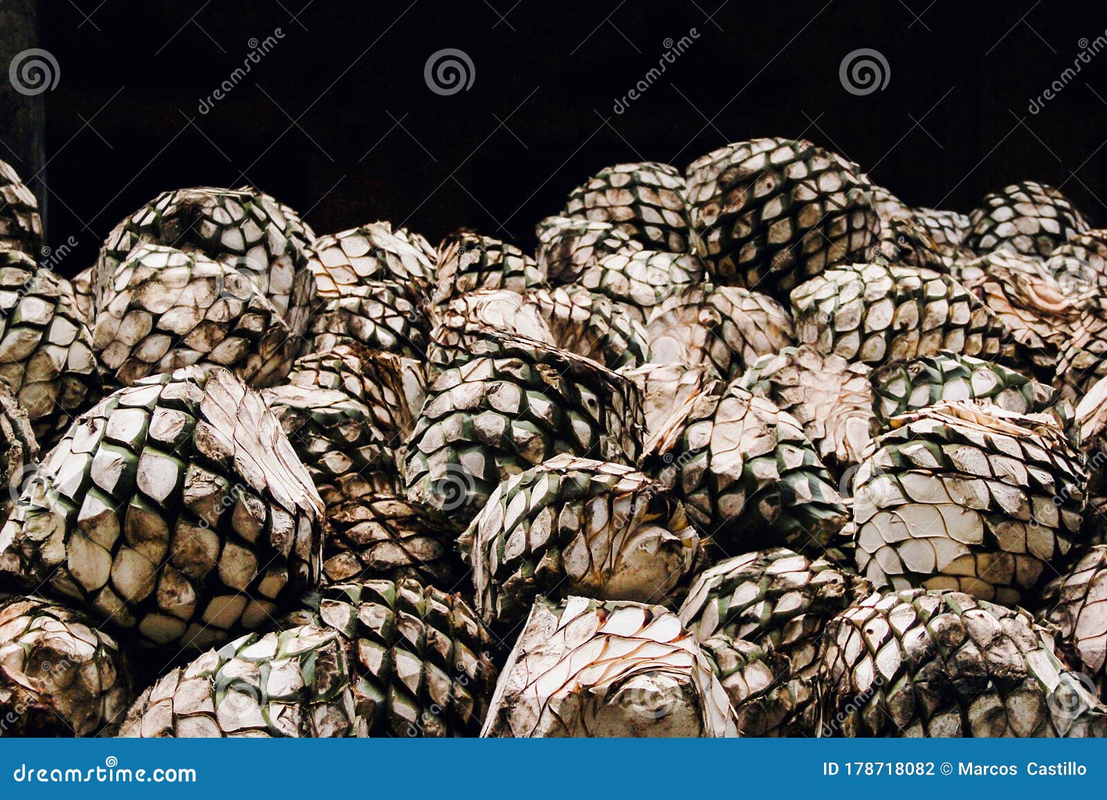 Tequila Agave in Distillery Waiting for Processing, Jalisco Mexico