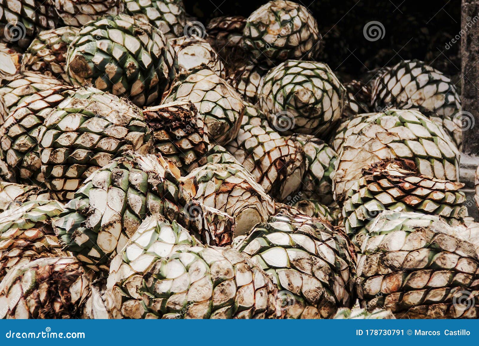 Tequila Agave in Distillery Waiting for Processing, Jalisco Mexico