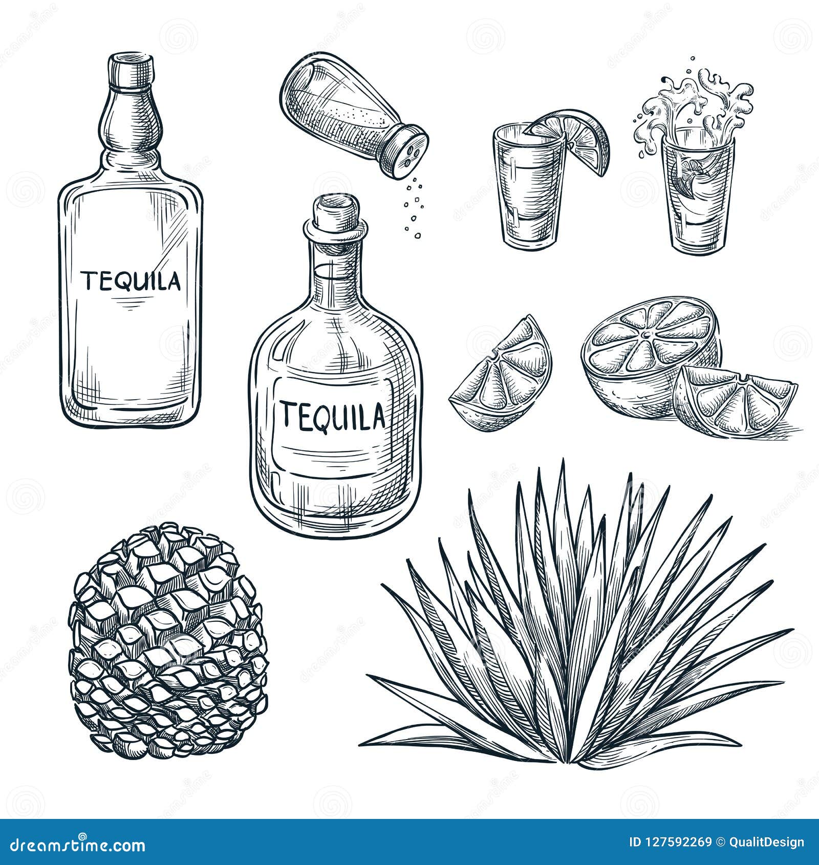 tequila bottle, shot glass and ingredients,  sketch. mexican alcohol drinks. agave plant and root.