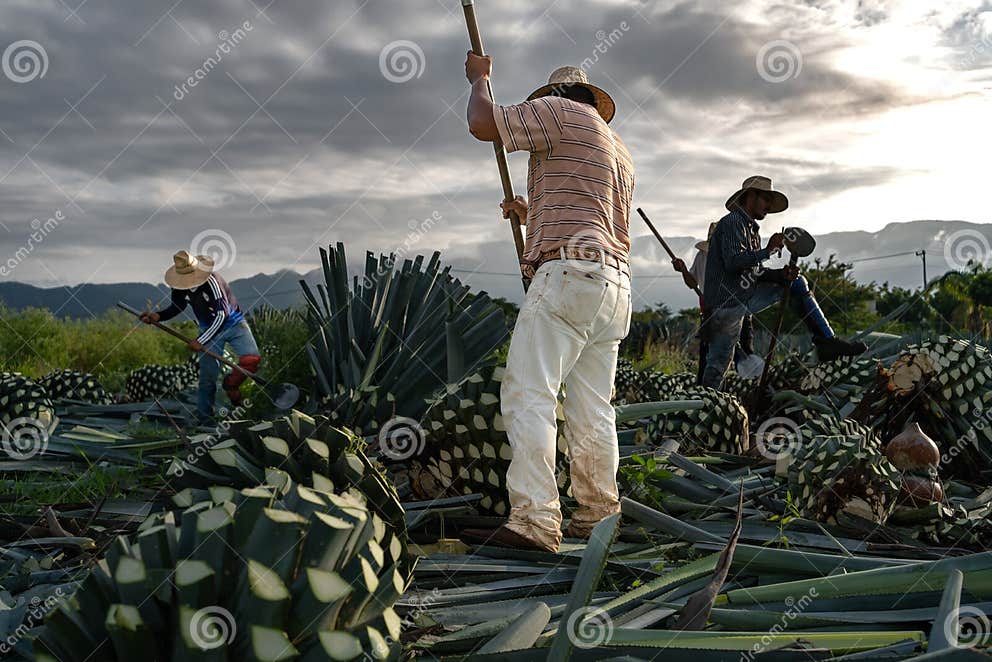 Tequila, Jalisco, Mexico August 15, 2020 Farmers at Sunrise are Cutting the Agave Plants To