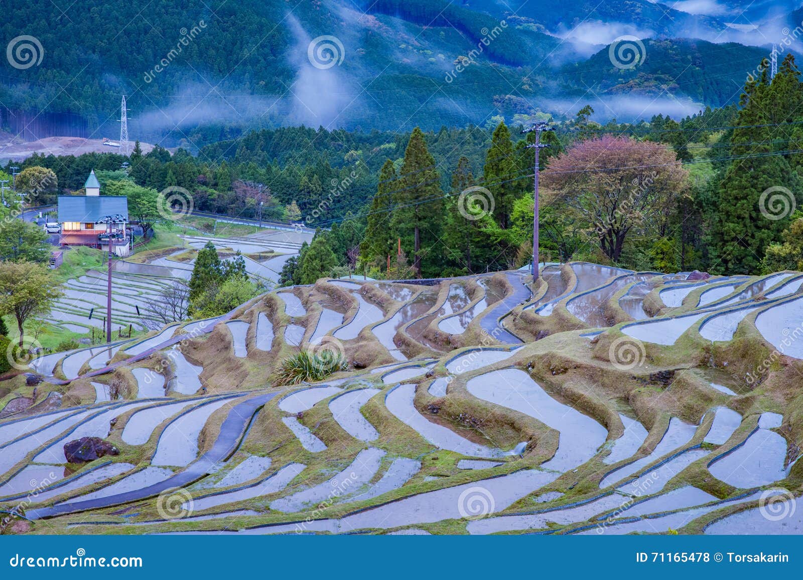 Terassenformig Angelegtes Reisfeld Bei Maruyama Senmaida Kumano Stadt Mie Prefecture Stockfoto Bild Von Angelegtes Terassenformig