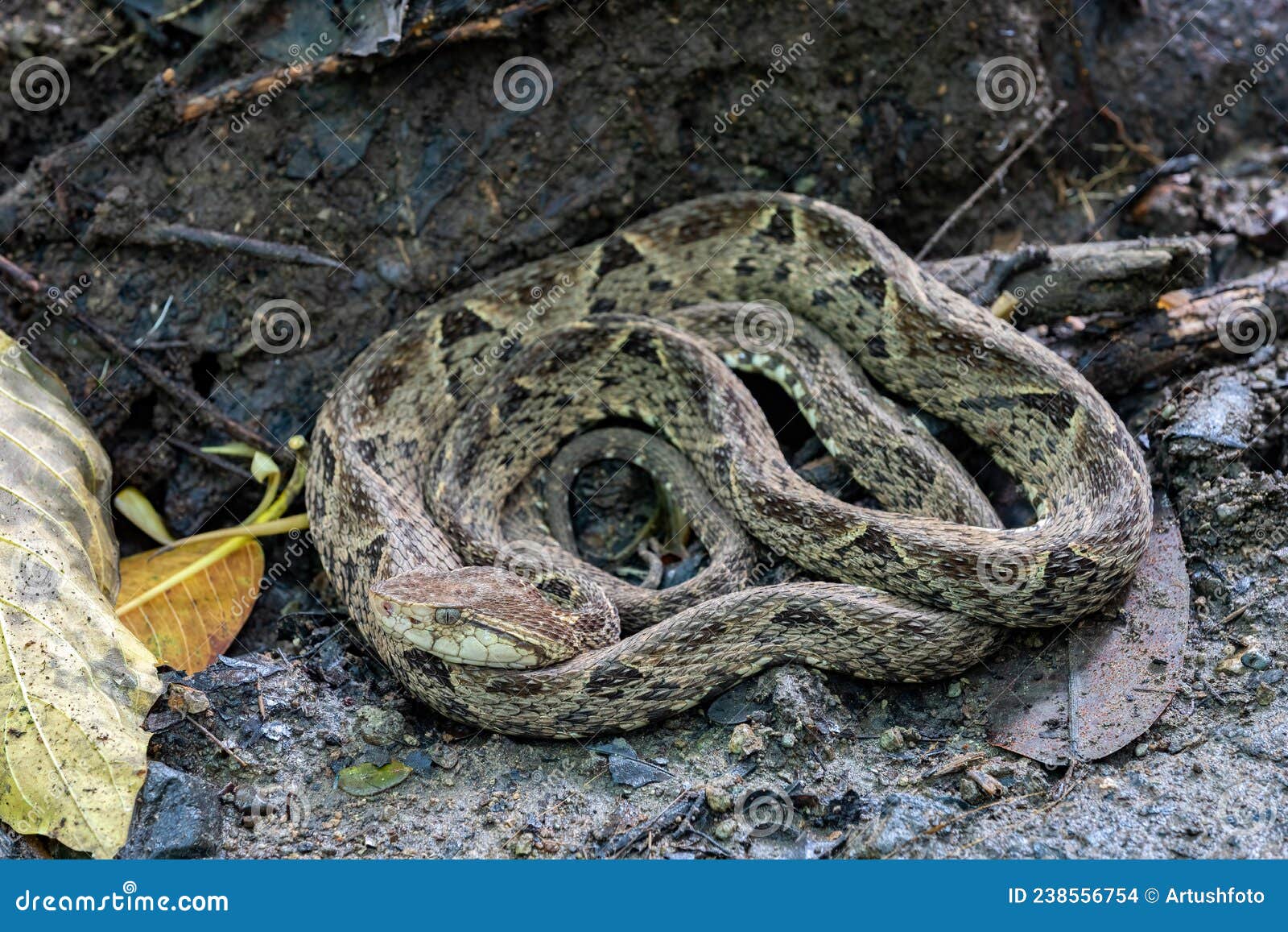 terciopelo, bothrops asper, carara, costa rica wildlife