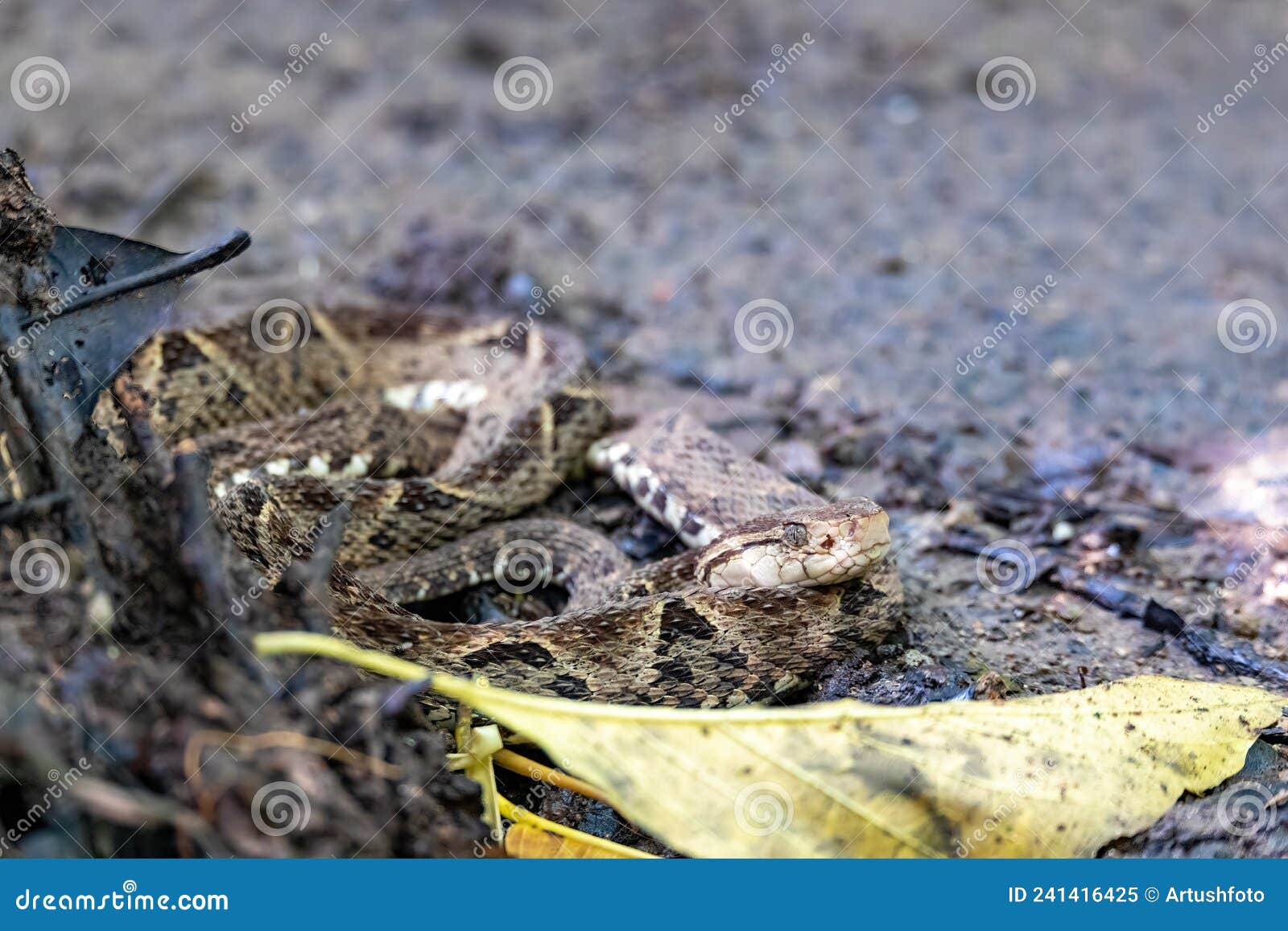 terciopelo, bothrops asper, carara, costa rica wildlife