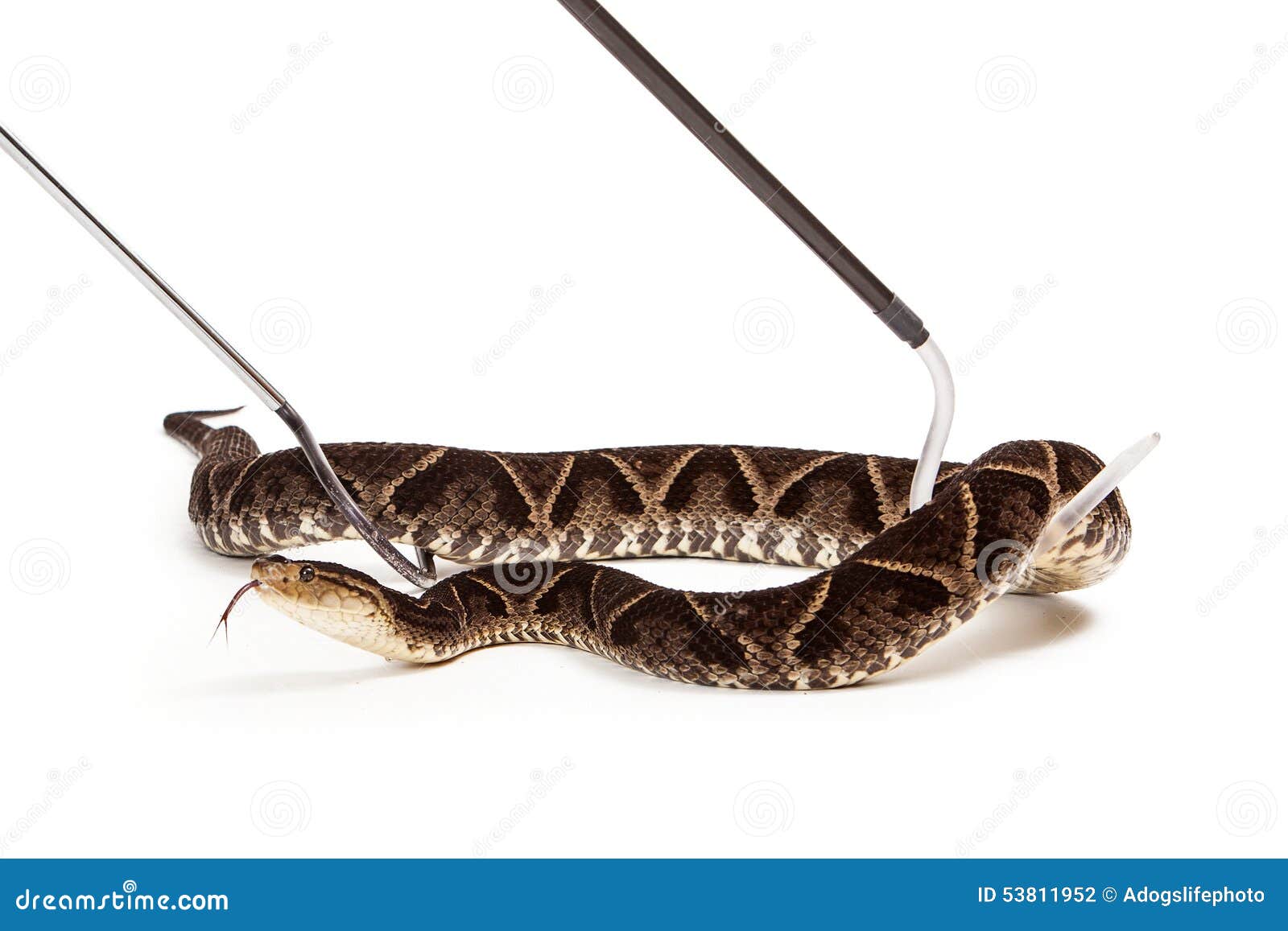 terciopelo pit viper snake being picked up