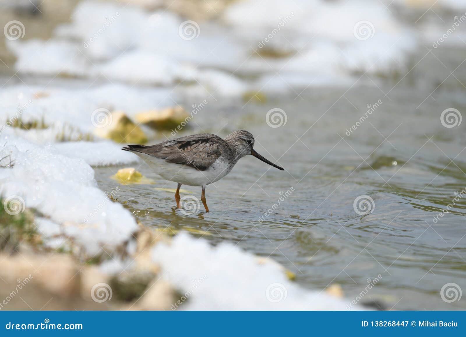 terek sandpiper xenus cinereus