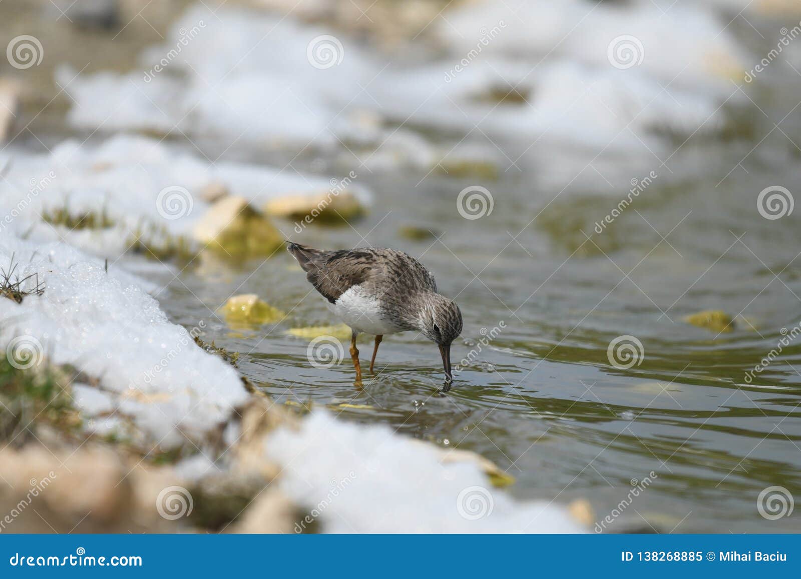 terek sandpiper xenus cinereus