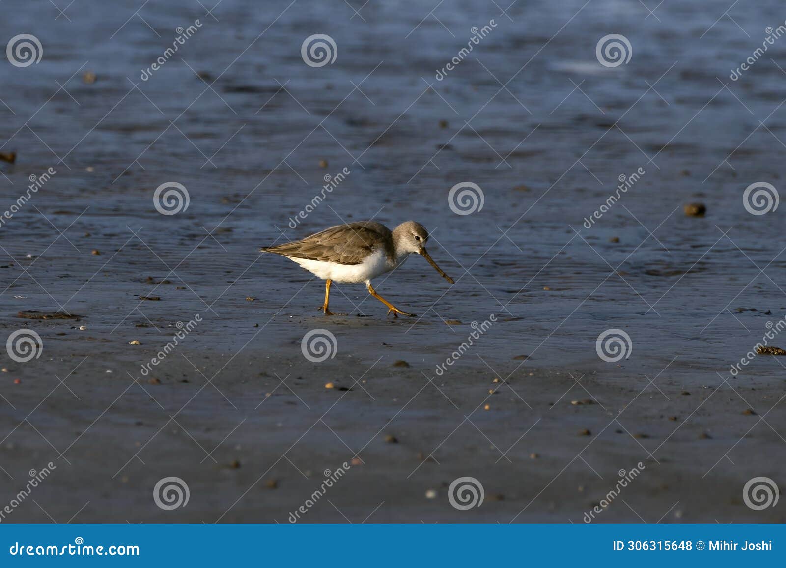 terek sandpiper or xenus cinereus, a small migratory palearctic wader species, observed at akshi beach in alibag, india