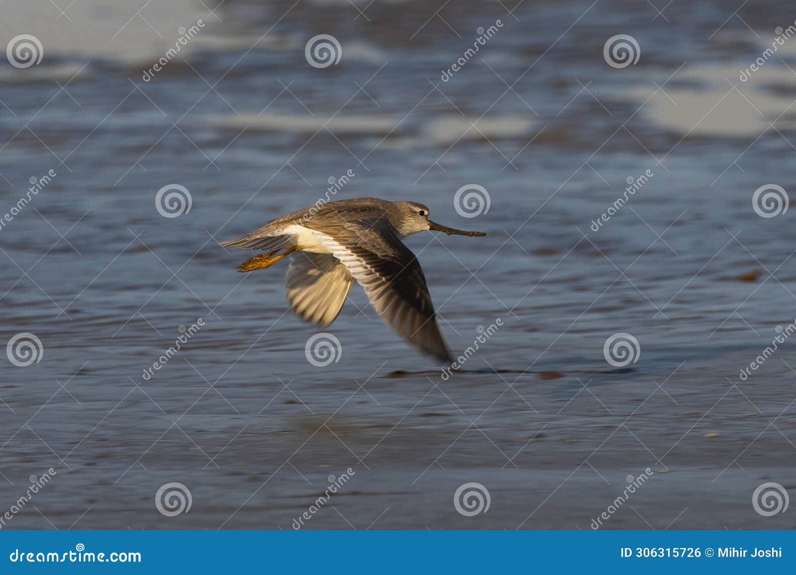 terek sandpiper or xenus cinereus, a small migratory palearctic wader species, observed at akshi beach in alibag, india