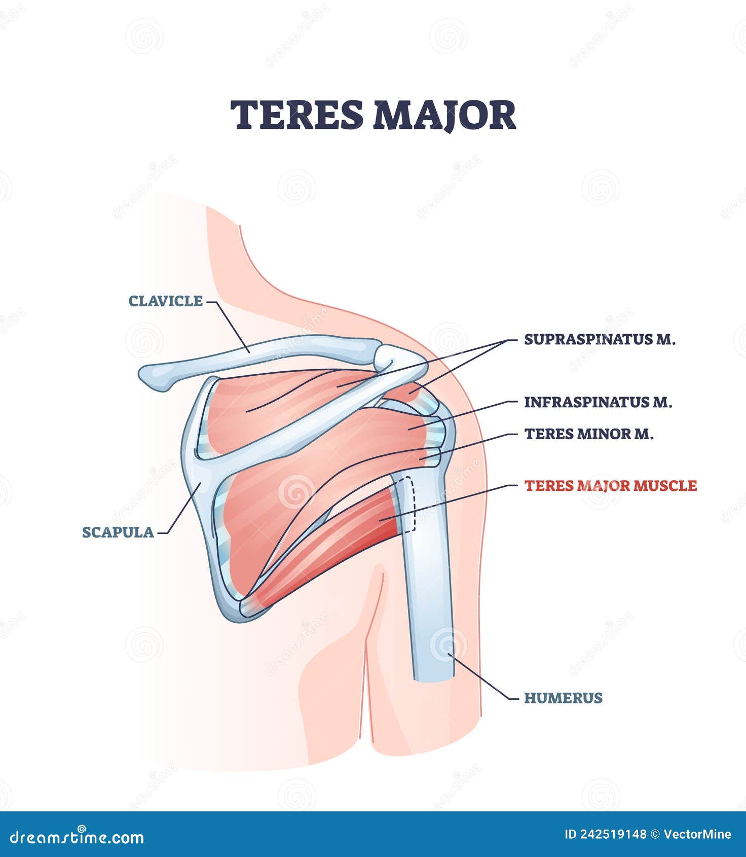 teres major muscle with anatomical and medical shoulder bones outline diagram