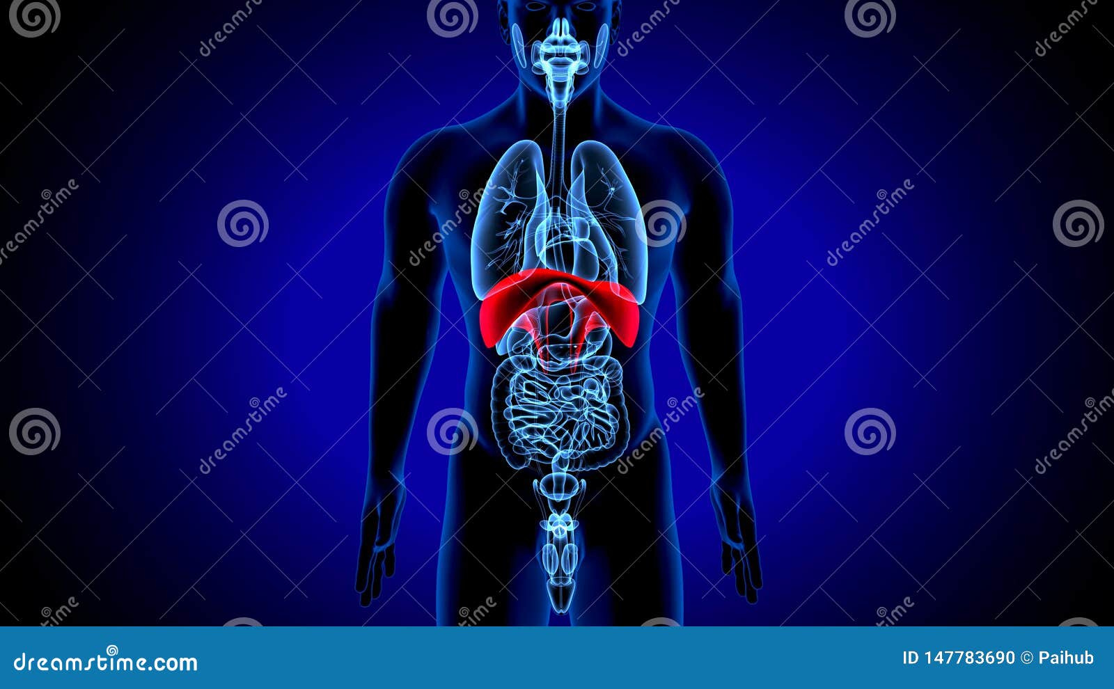 3d Render of Human Anatomy, the Thoracic Diaphragm, or Simply the ...