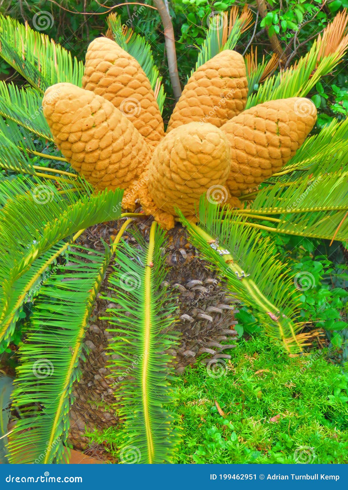 Gymnosperm Cones on Cycad, Pretoria, South Africa Stock Image Image
