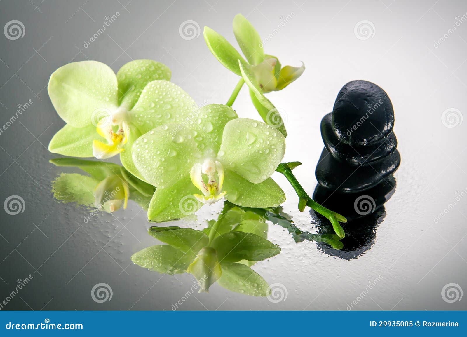 Pedras Dos Termas E Orquídea Verde Com Gotas Da água. Imagem de Stock -  Imagem de oriental, terapia: 29935005