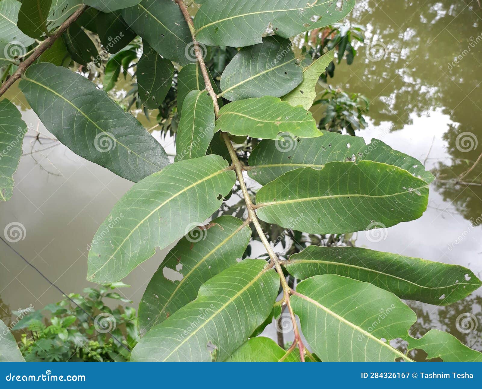 terminalia arjuna is a tree of the genus terminalia. it is commonly known as arjuna or arjun tree