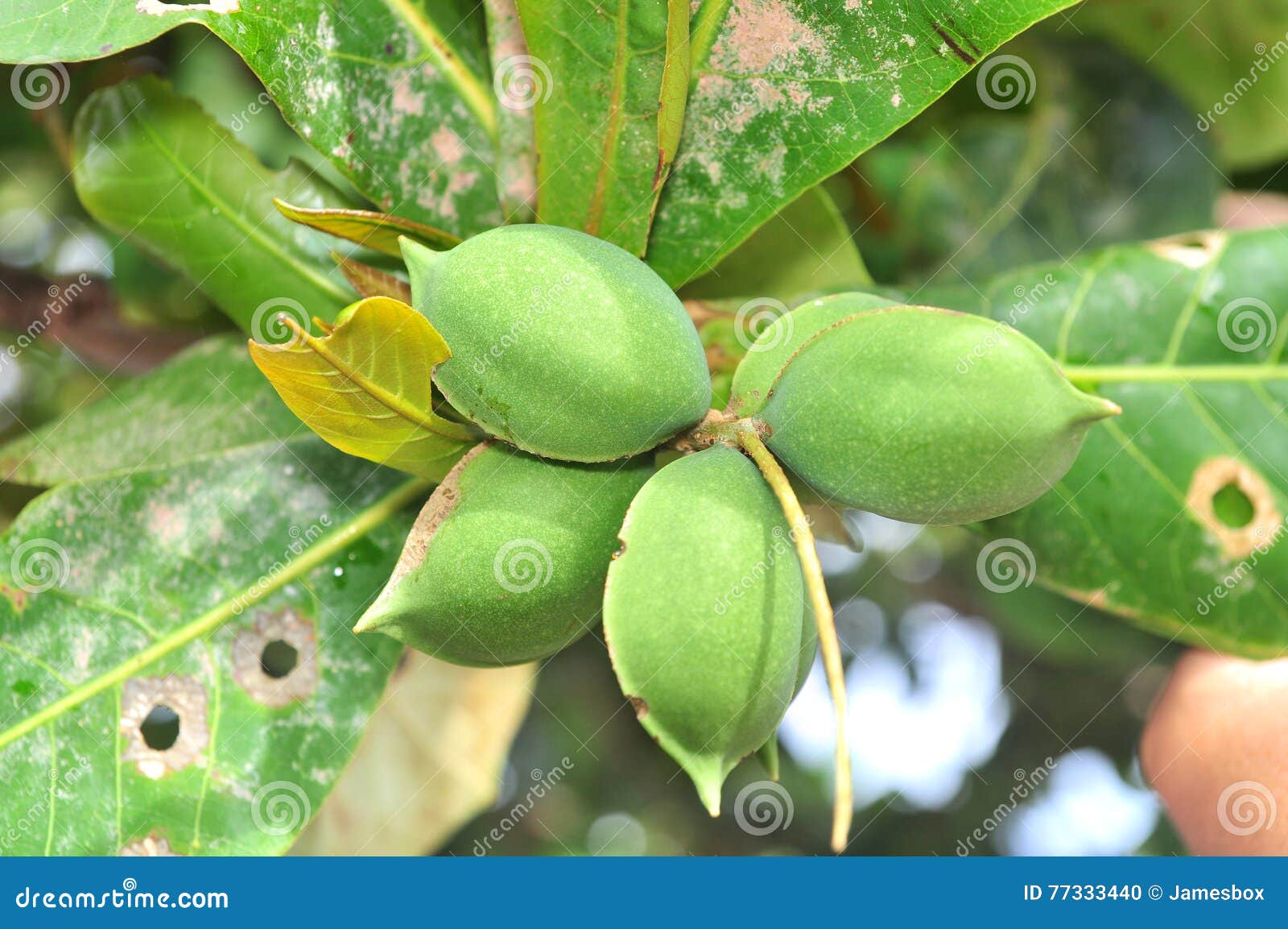 Terminalia Catappa Fruit with Green Leaves Stock Photo - Image of leaf