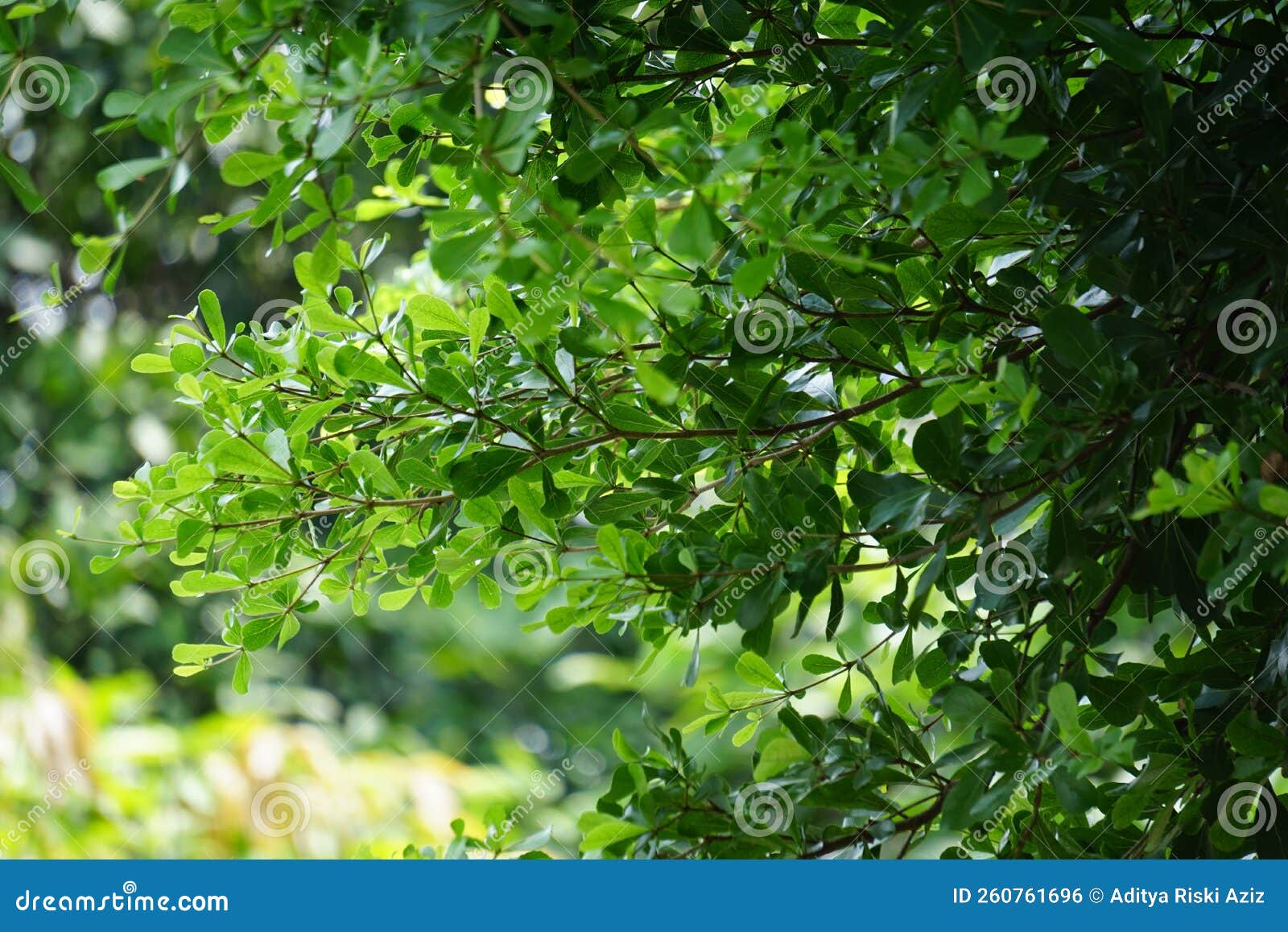 Terminalia Mantaly (Also Called Ketapang Kencana, Madagascar Almond ...