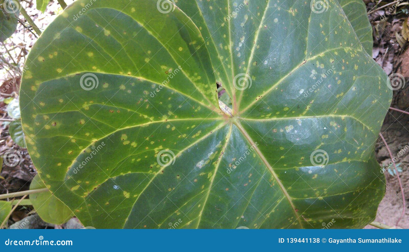 Anthurium Leaf Yellow Spot Stock Photos Free & RoyaltyFree Stock