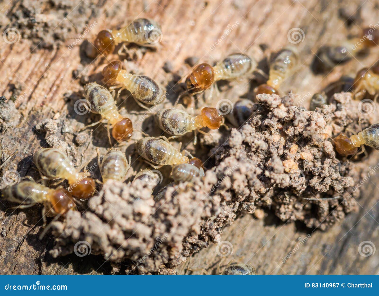 Termite stock image. Image of destruction, surface, lumber ...