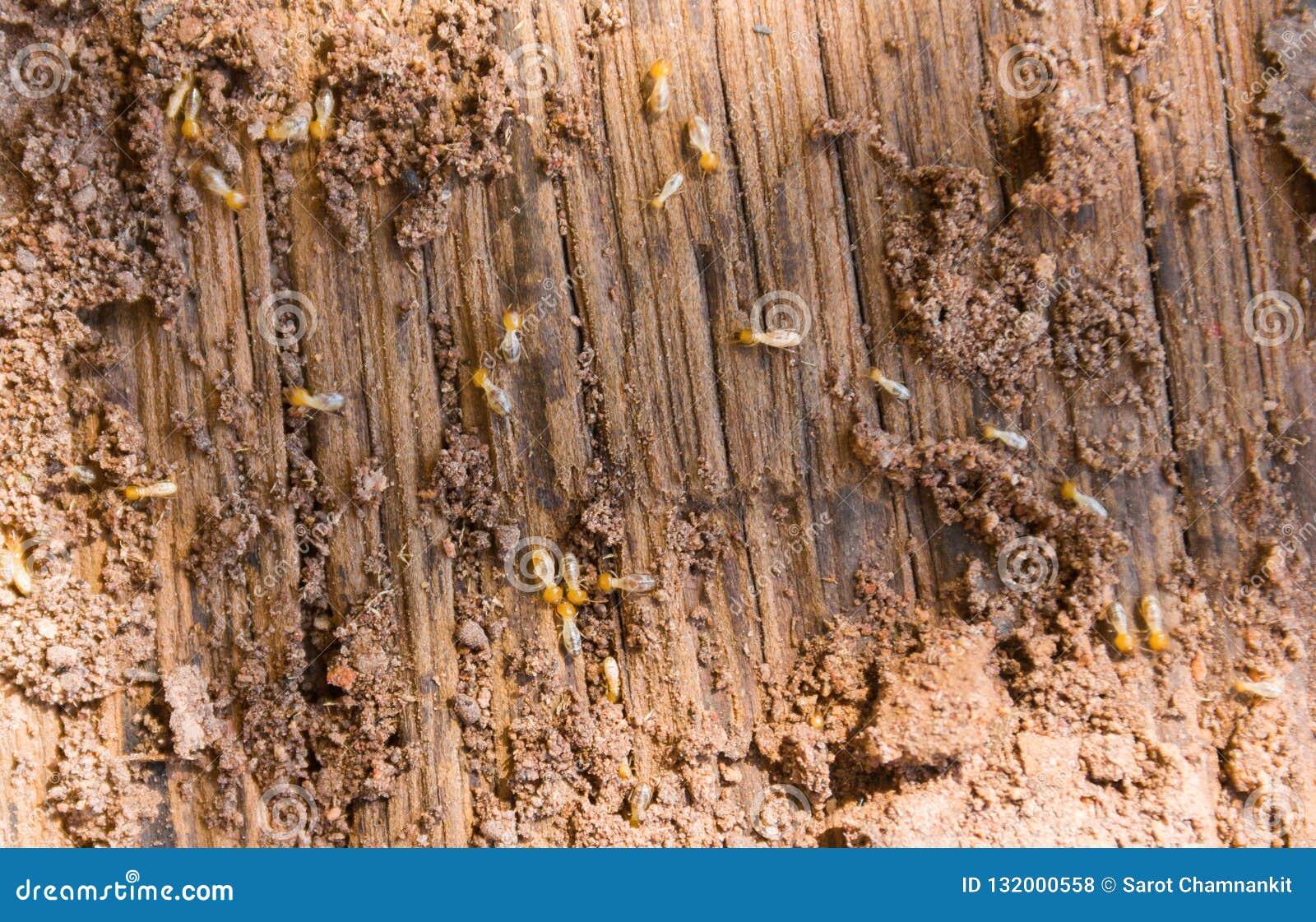 Termite Damage To a Piece of Wood. Stock Photo Image of wood