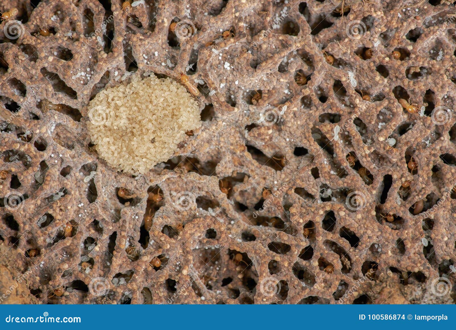 The Termite And Termite Eggs RoyaltyFree Stock Photography