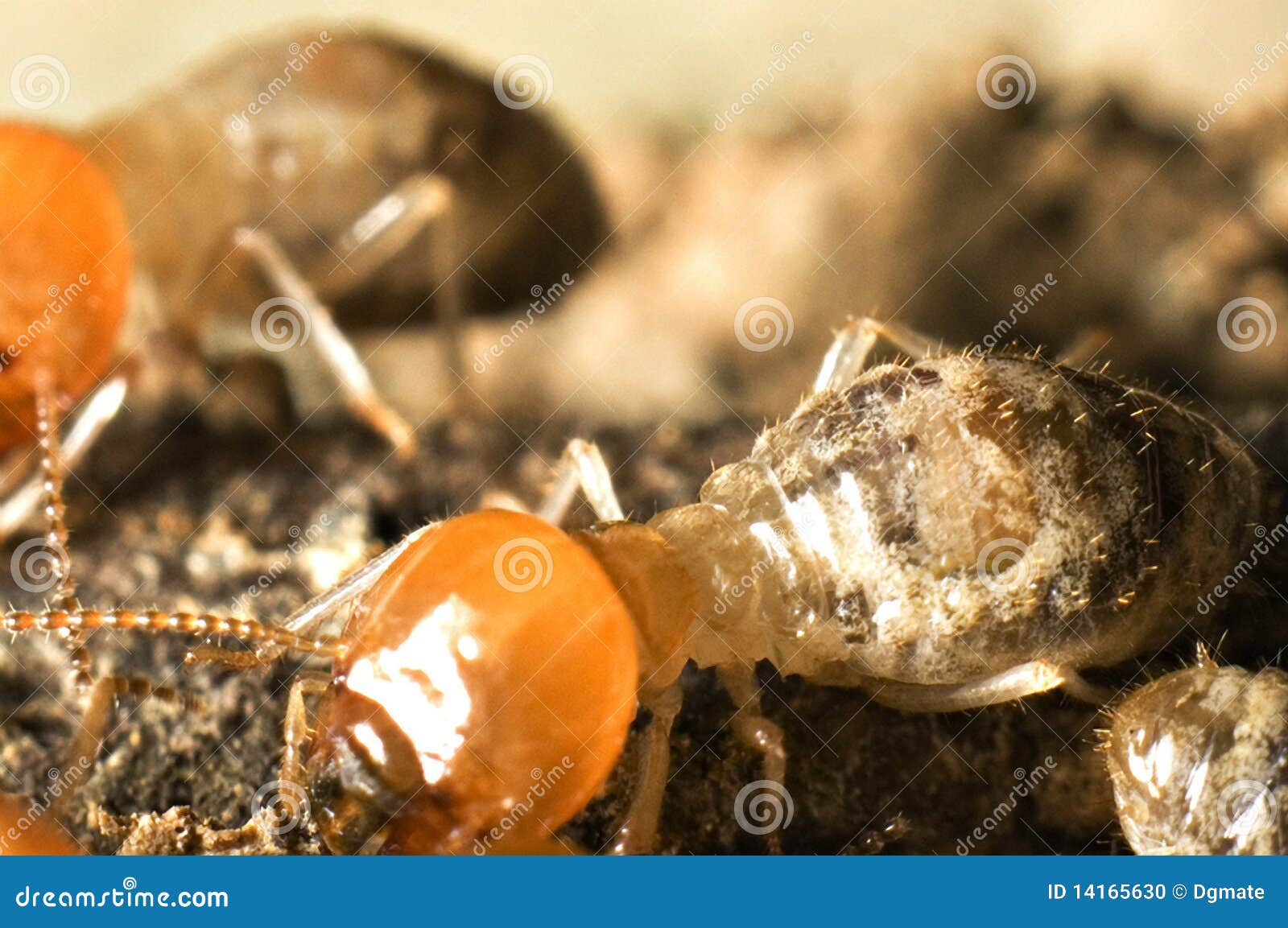 termite macro shot