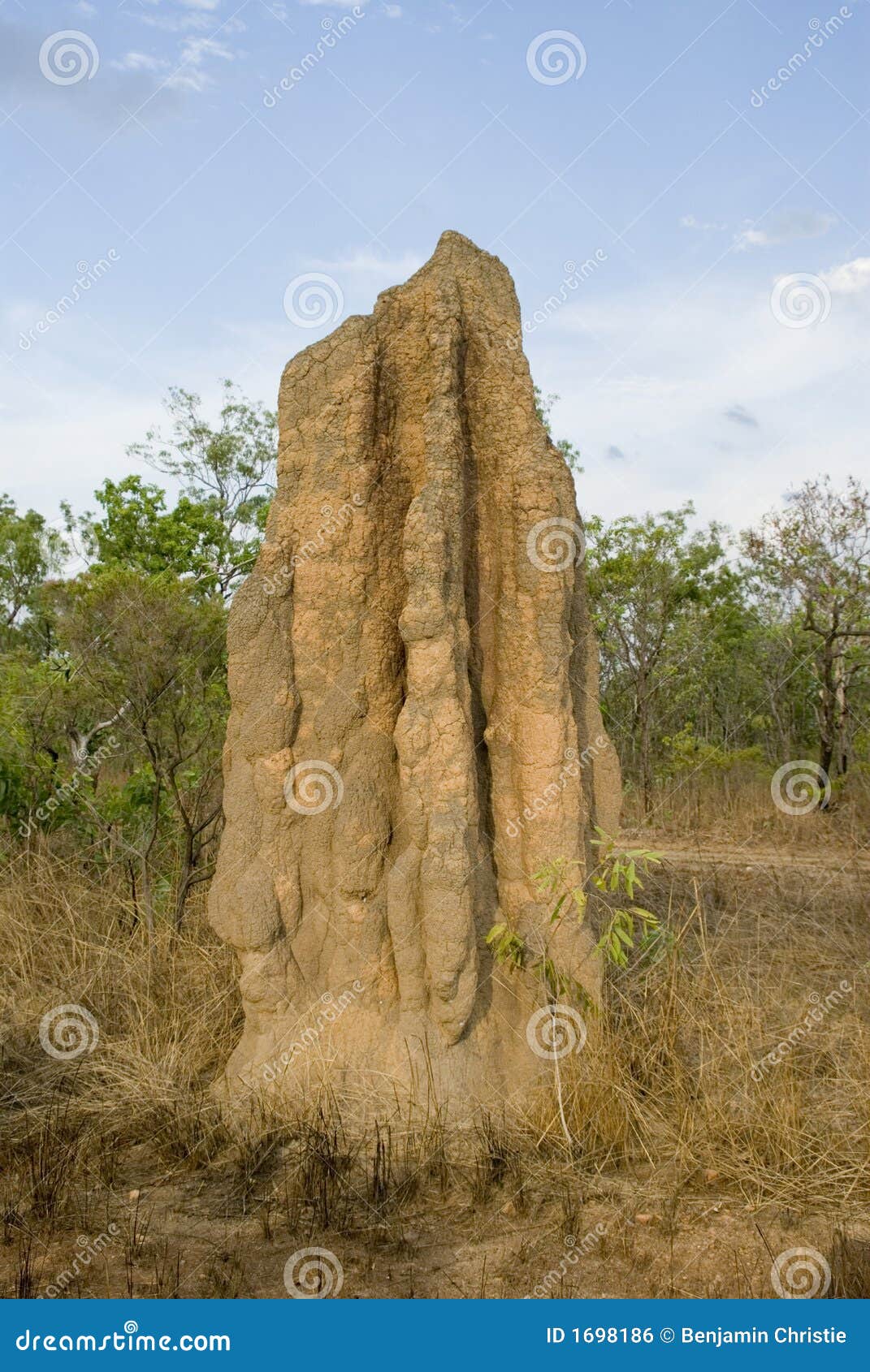 termite mound in outback australia