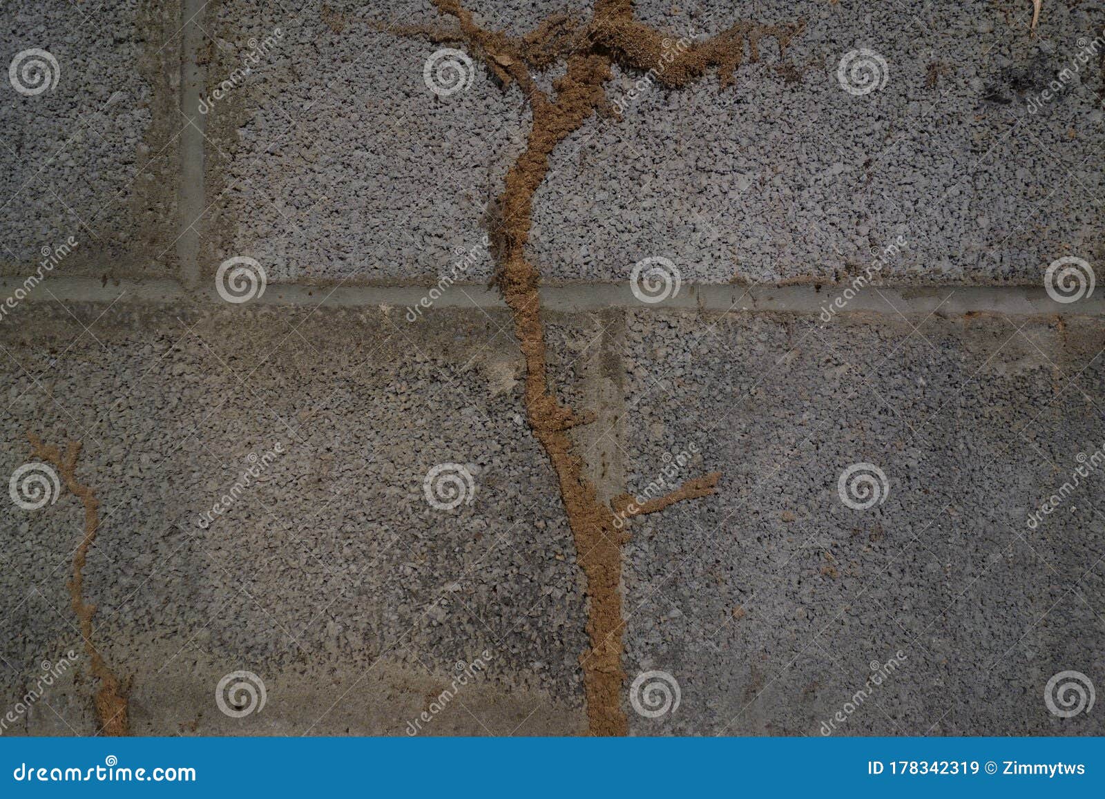 termite mud tubes on a concrete wal