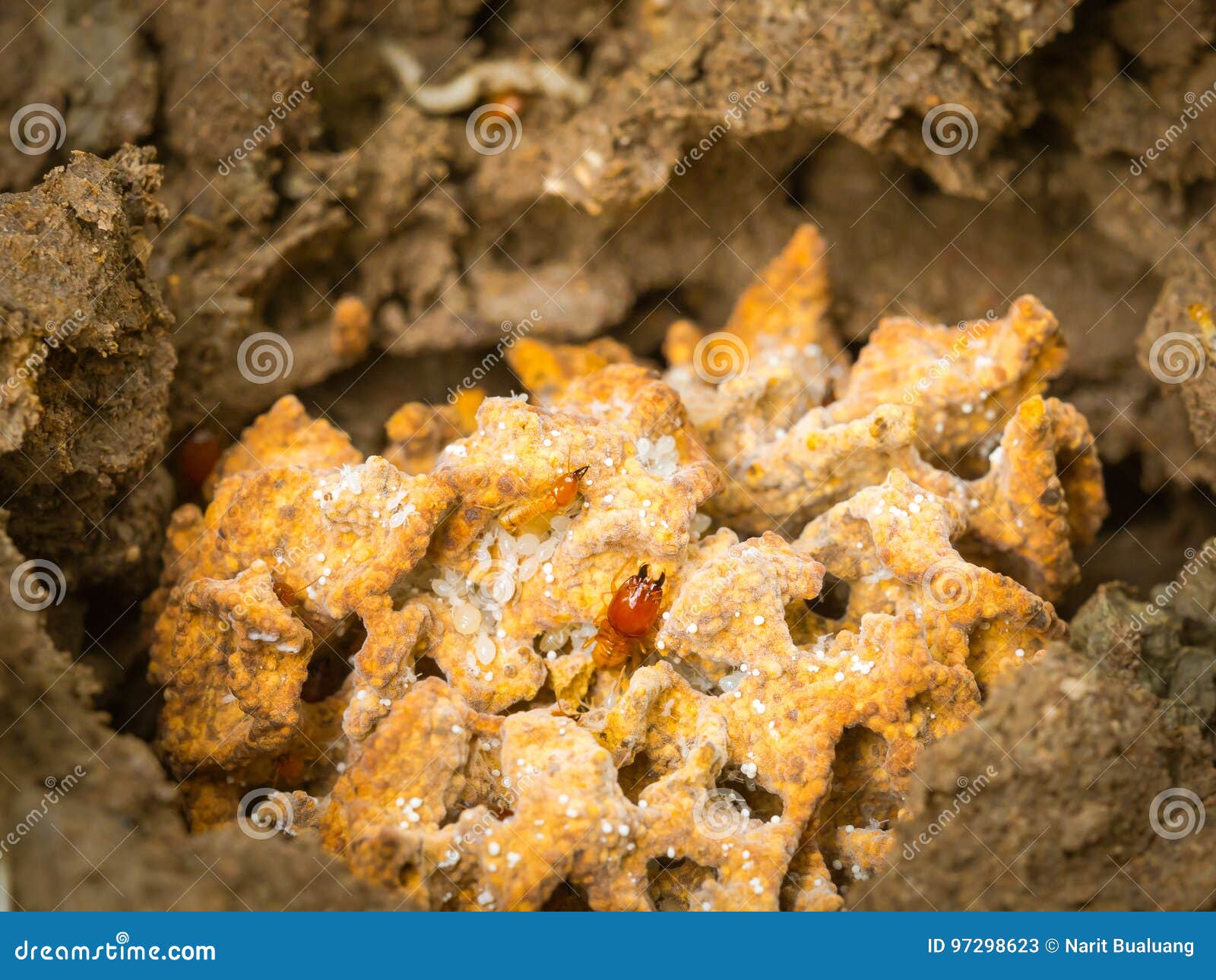 Termite nests in the soil stock image. Image of swarm 97298623