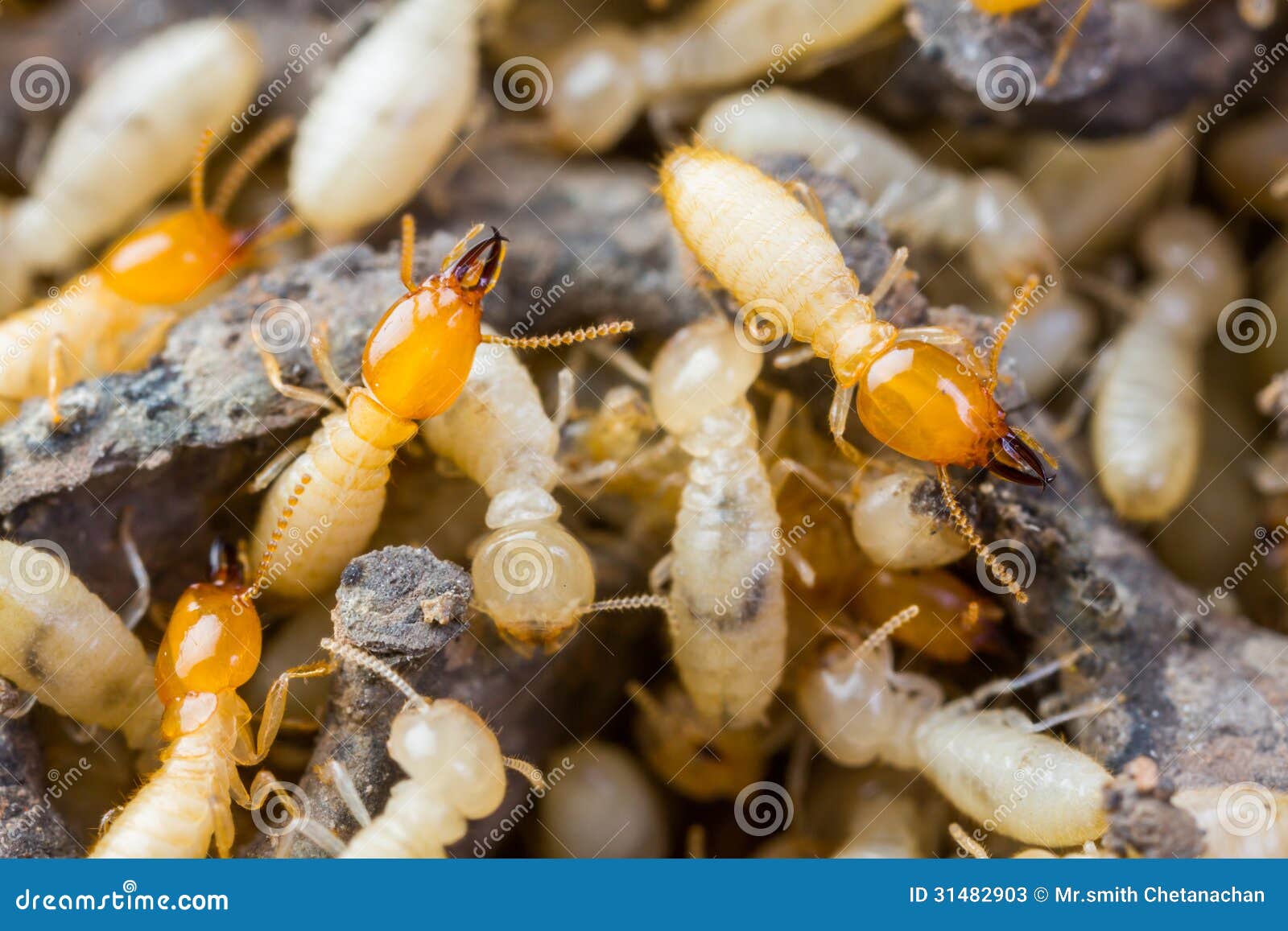 Termite O Formiche Bianche Immagine Stock Immagine Di Bianco