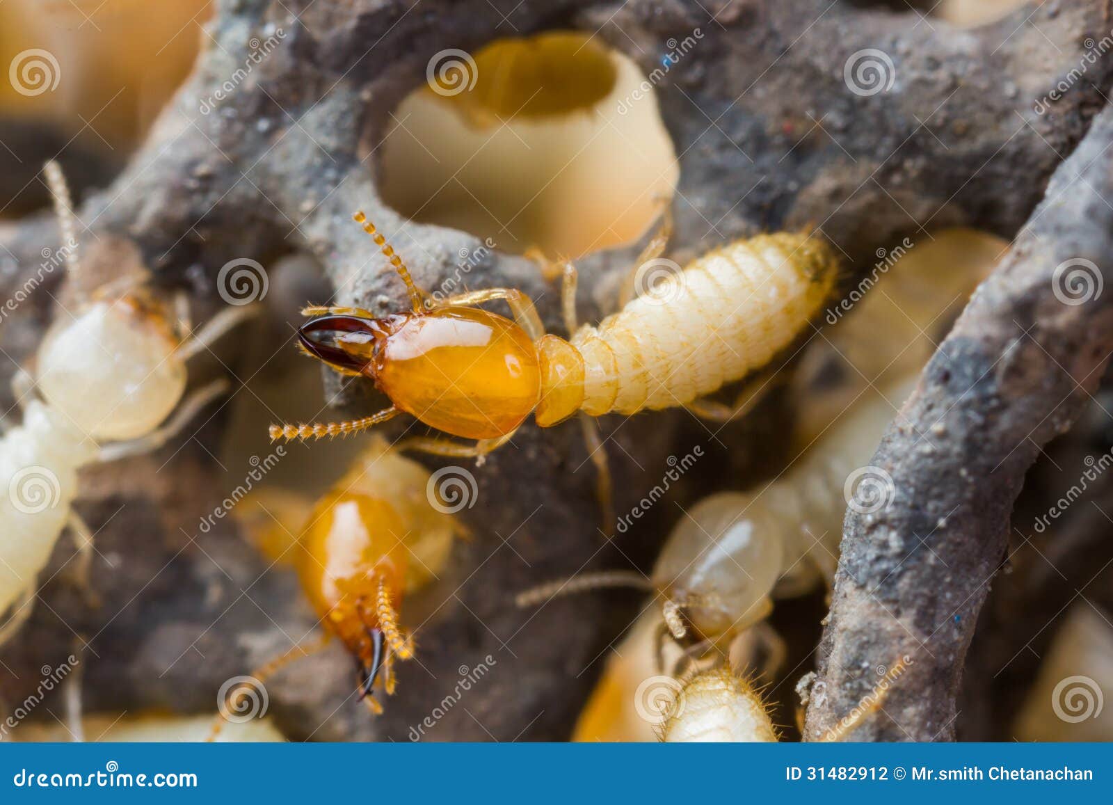 Termite O Formiche Bianche Fotografia Stock Immagine Di Macro