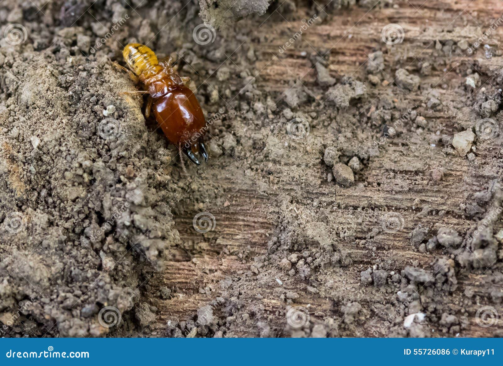 Termite on rotten wood stock photo. Image of nuisance 55726086