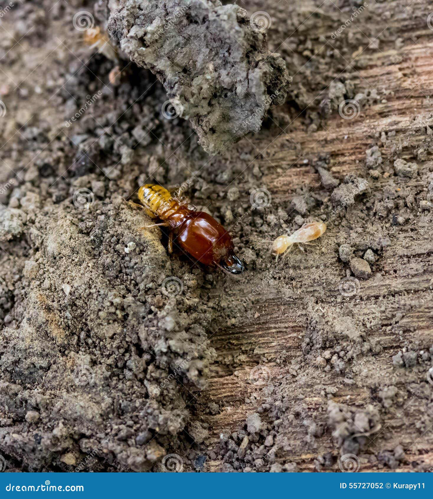 rottenwood termites rottenwood termites