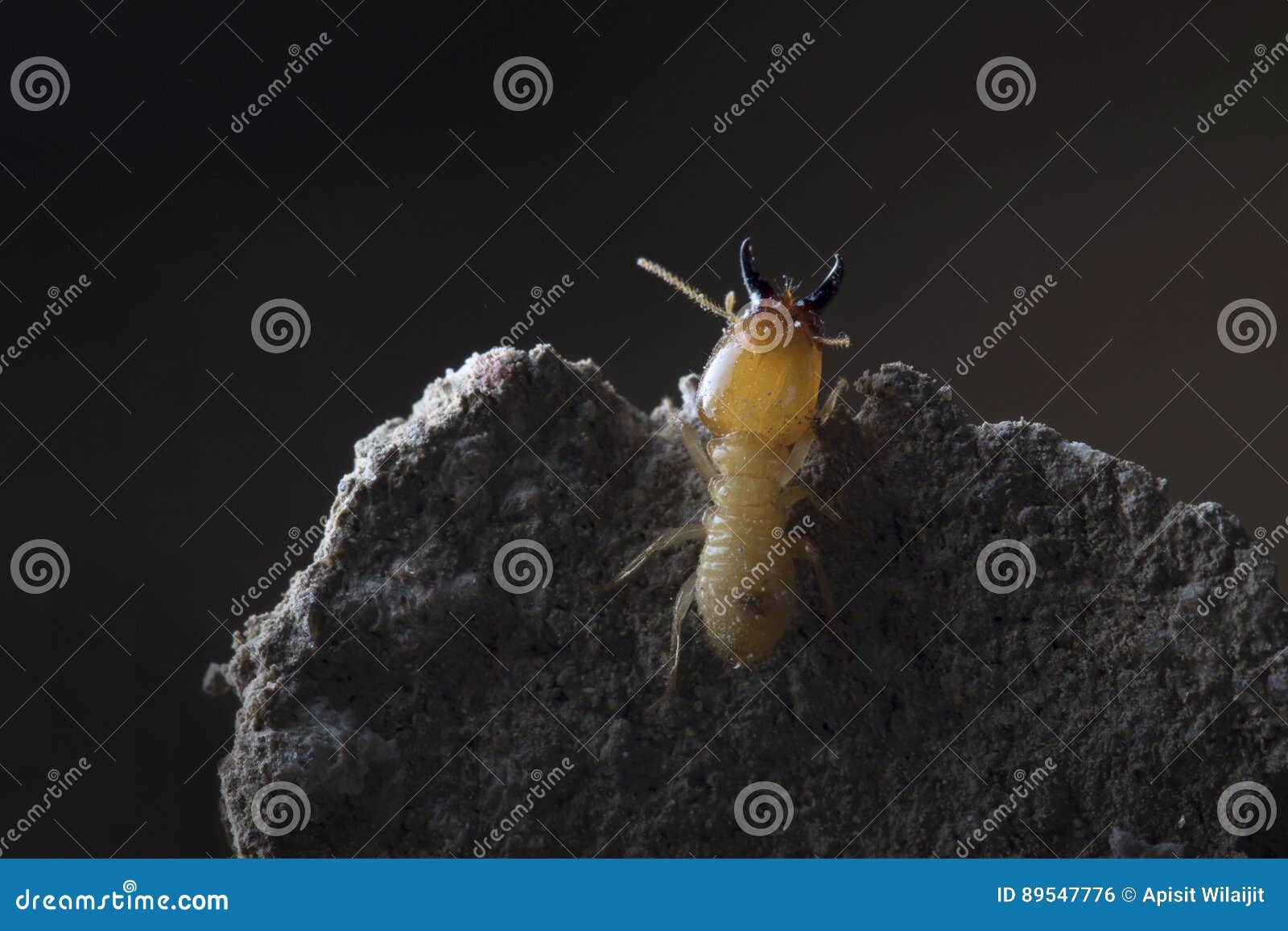termite desktop destroyer