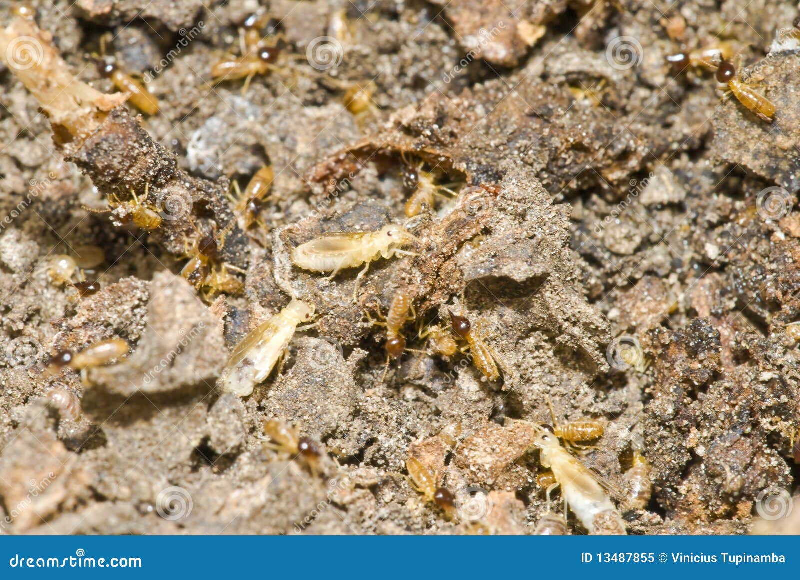 Termites Colony stock image. Image of home, detail, soil 13487855