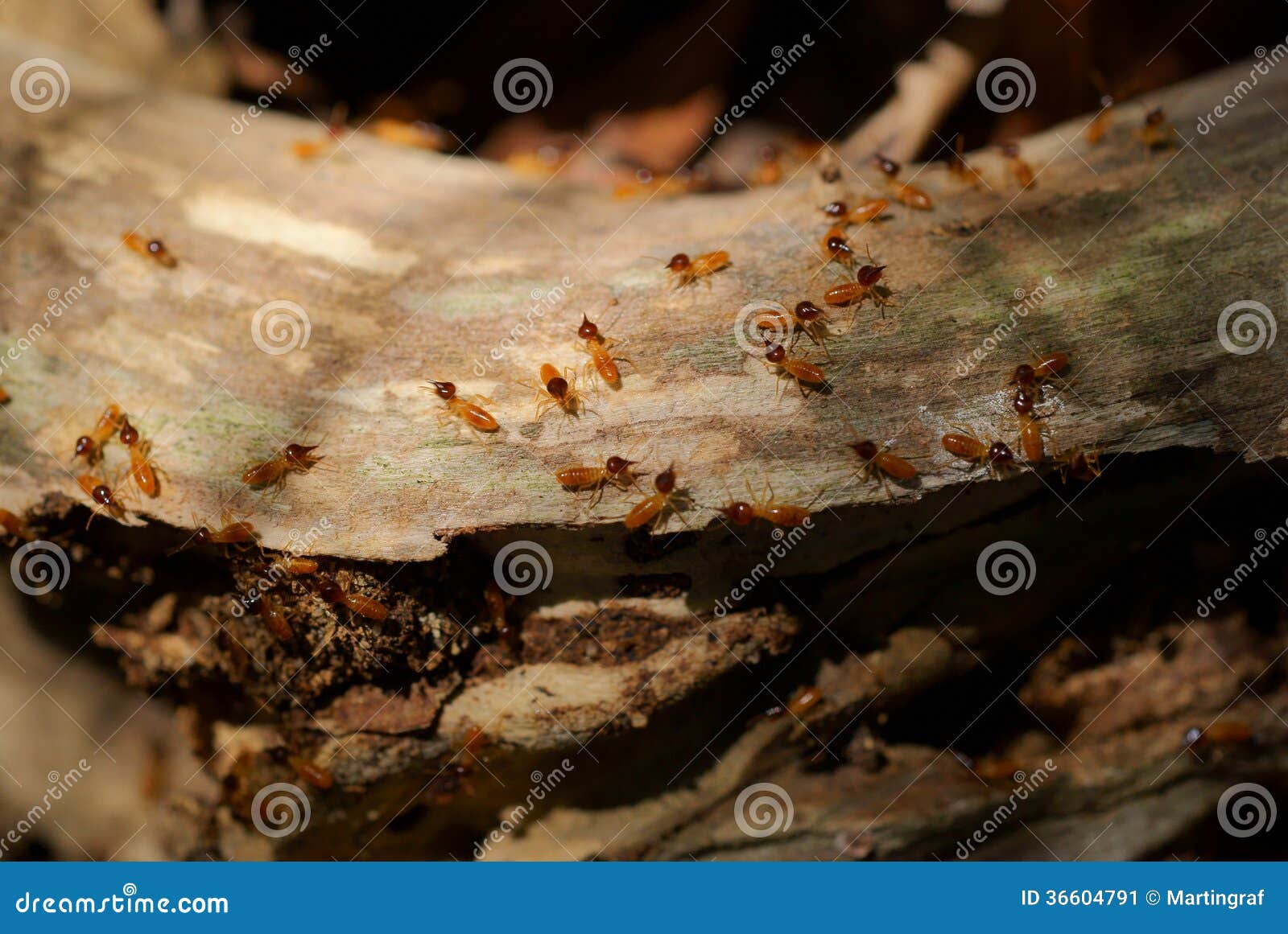 download grounded termite for free download grounded termite for free