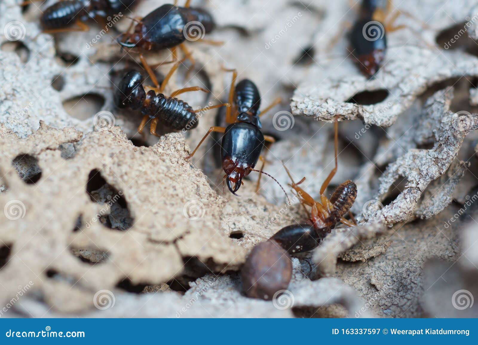 download grounded termite download grounded termite