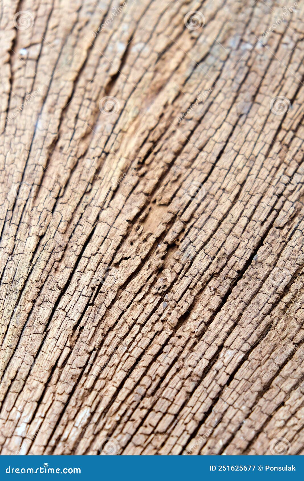 termites devour timber