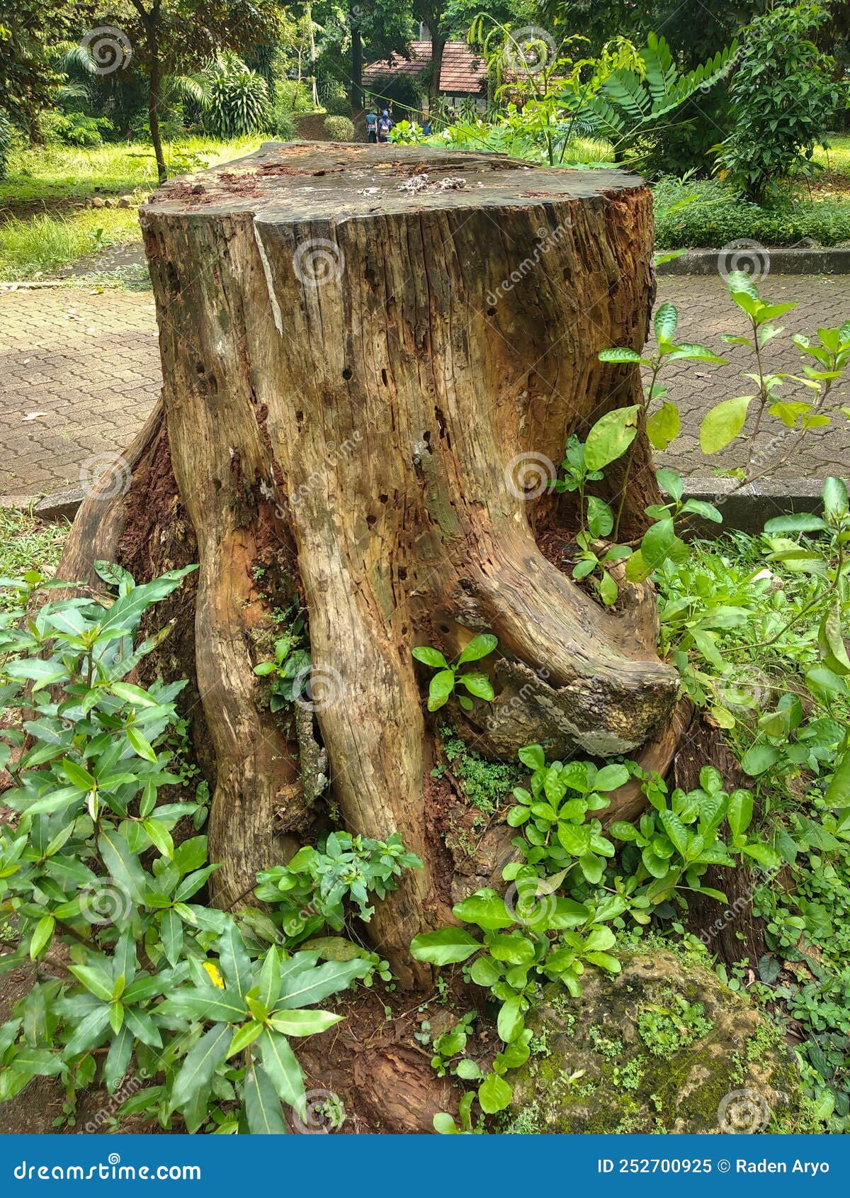 Termites eat tree trunks stock image. Image of branch 252700925
