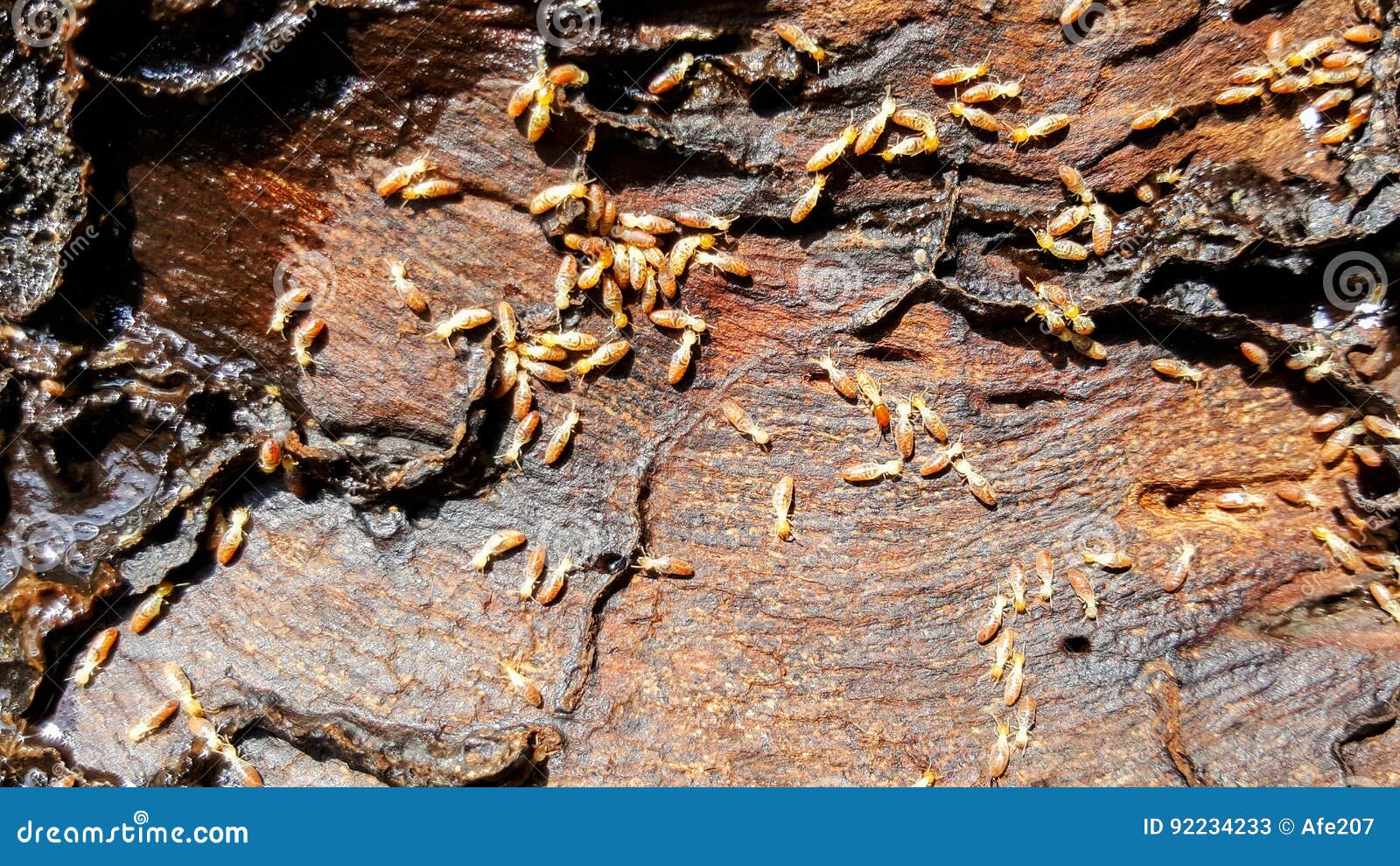 Termites eat wood stock image. Image of soldier, material 92234233
