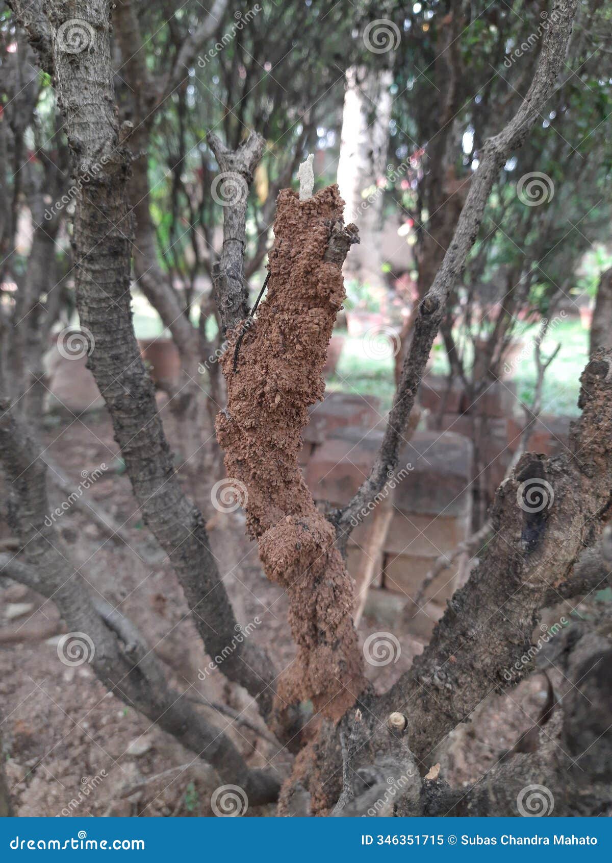 termites eating tree dry branch.