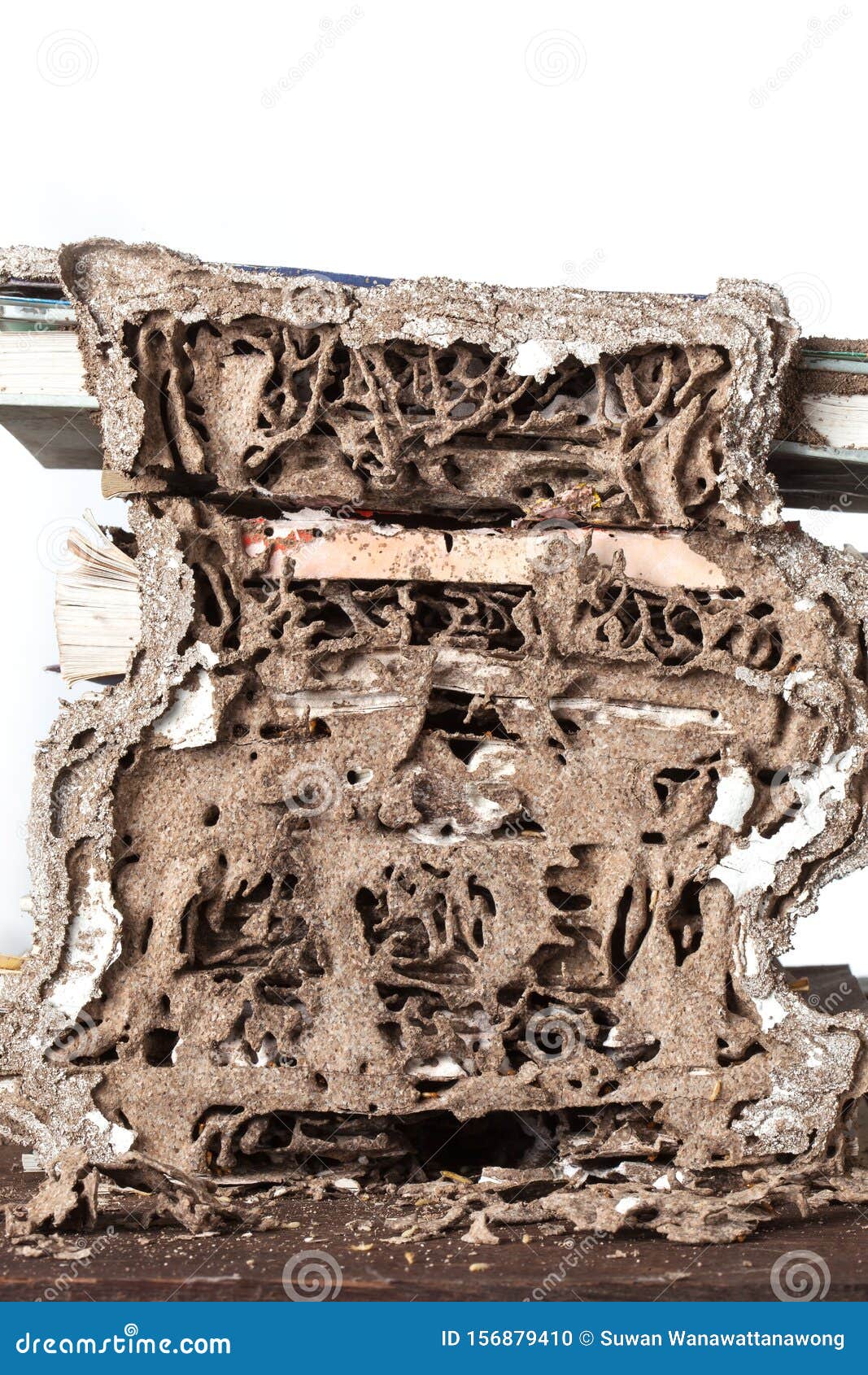 Termites Feed on a Pile of Books in the House. Stock Photo Image of