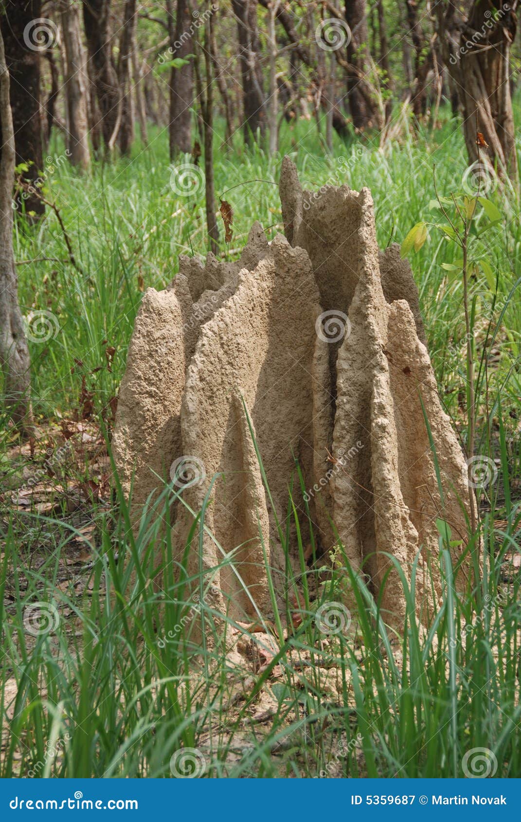 house termites